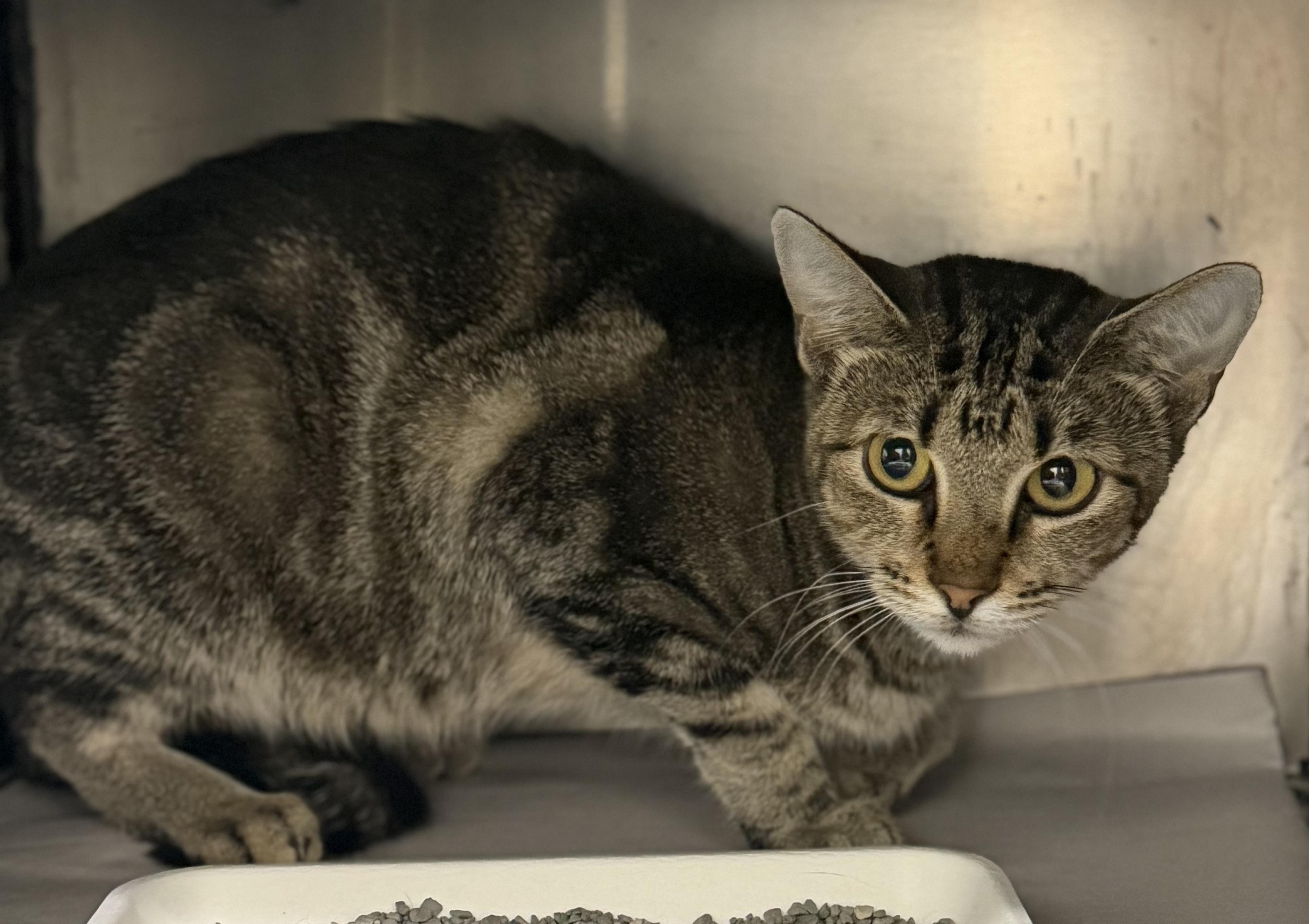 Lola Bunny, Adopted, Adult Female Domestic Short Hair.