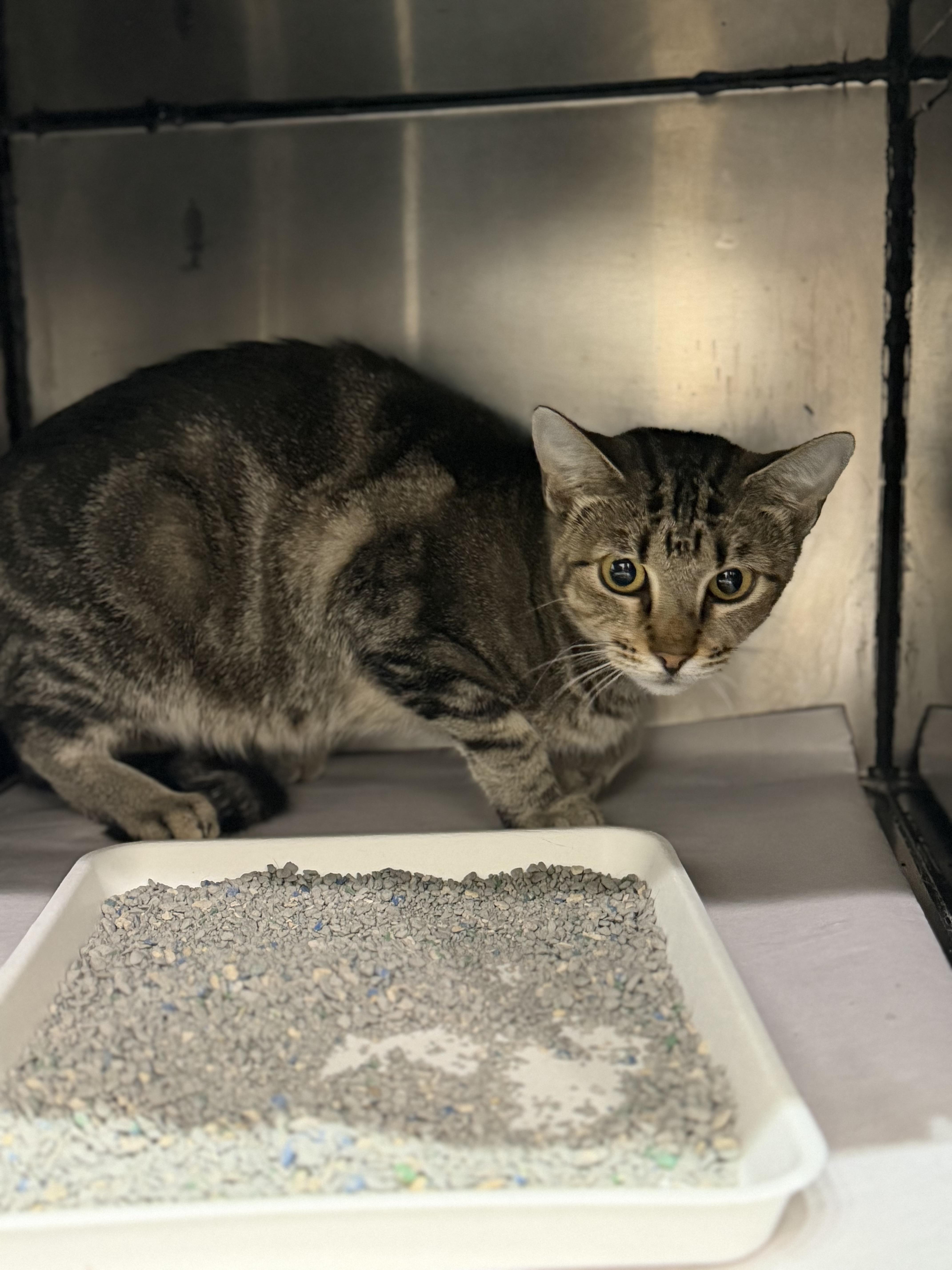Enlarge Lola Bunny, a Adopted Domestic Short Hair in Sherman, TX image 2/2