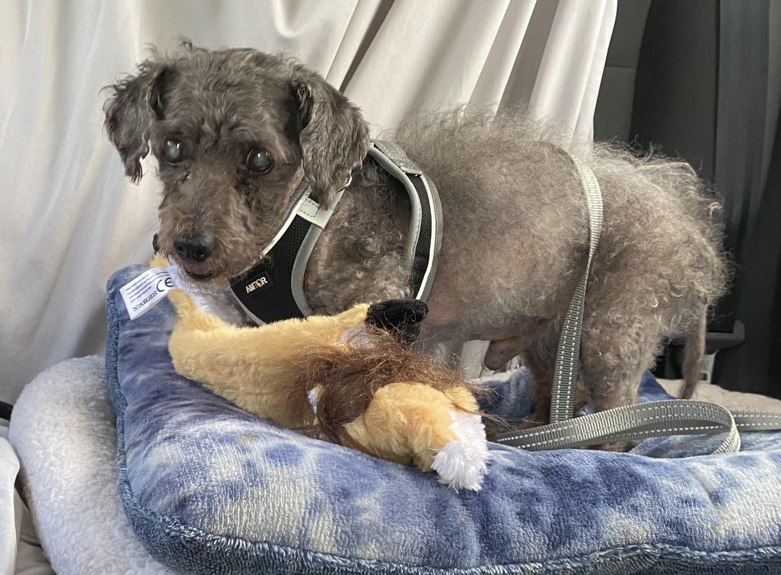 Marty (PA) Sweet!, Adoptable, Senior Male Miniature Poodle.