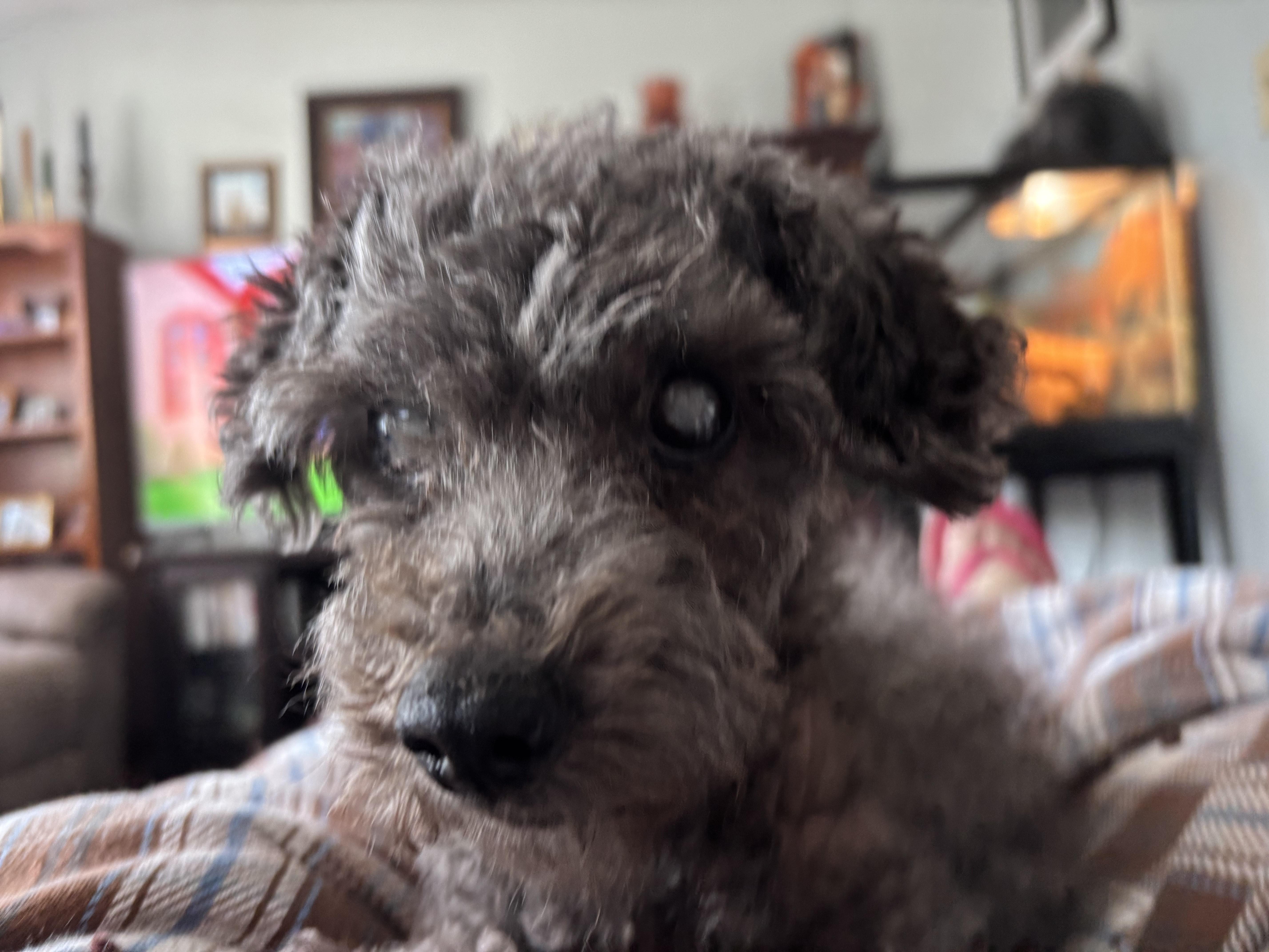 Marty (PA) Sweet!, a Adoptable Miniature Poodle in Lock Haven, PA image 2/3