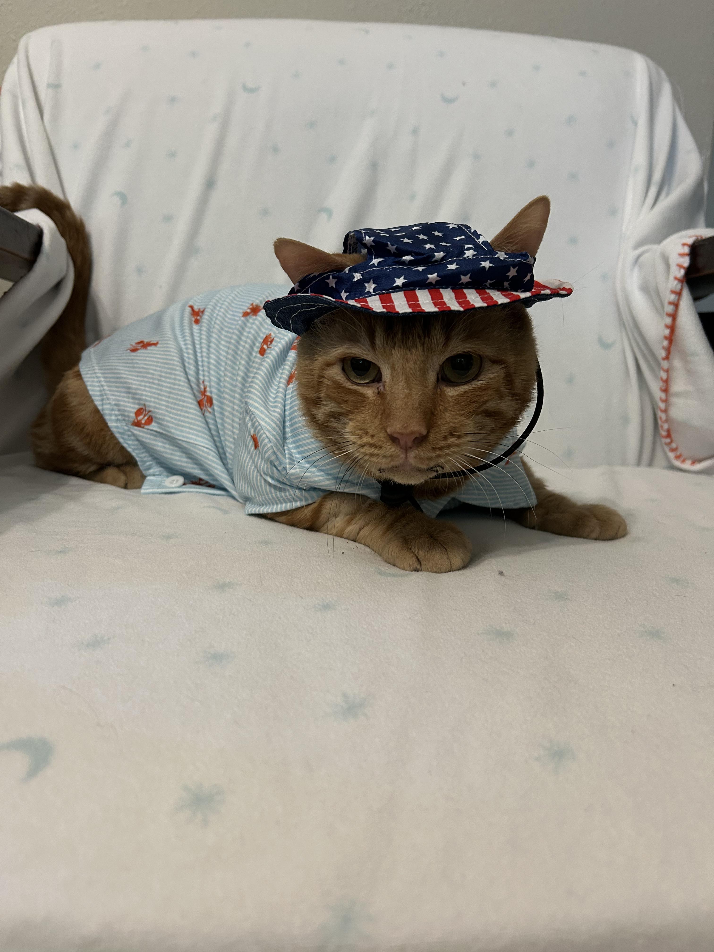 Enlarge Finn, a Adoptable Domestic Short Hair in Webster, TX image 3/6