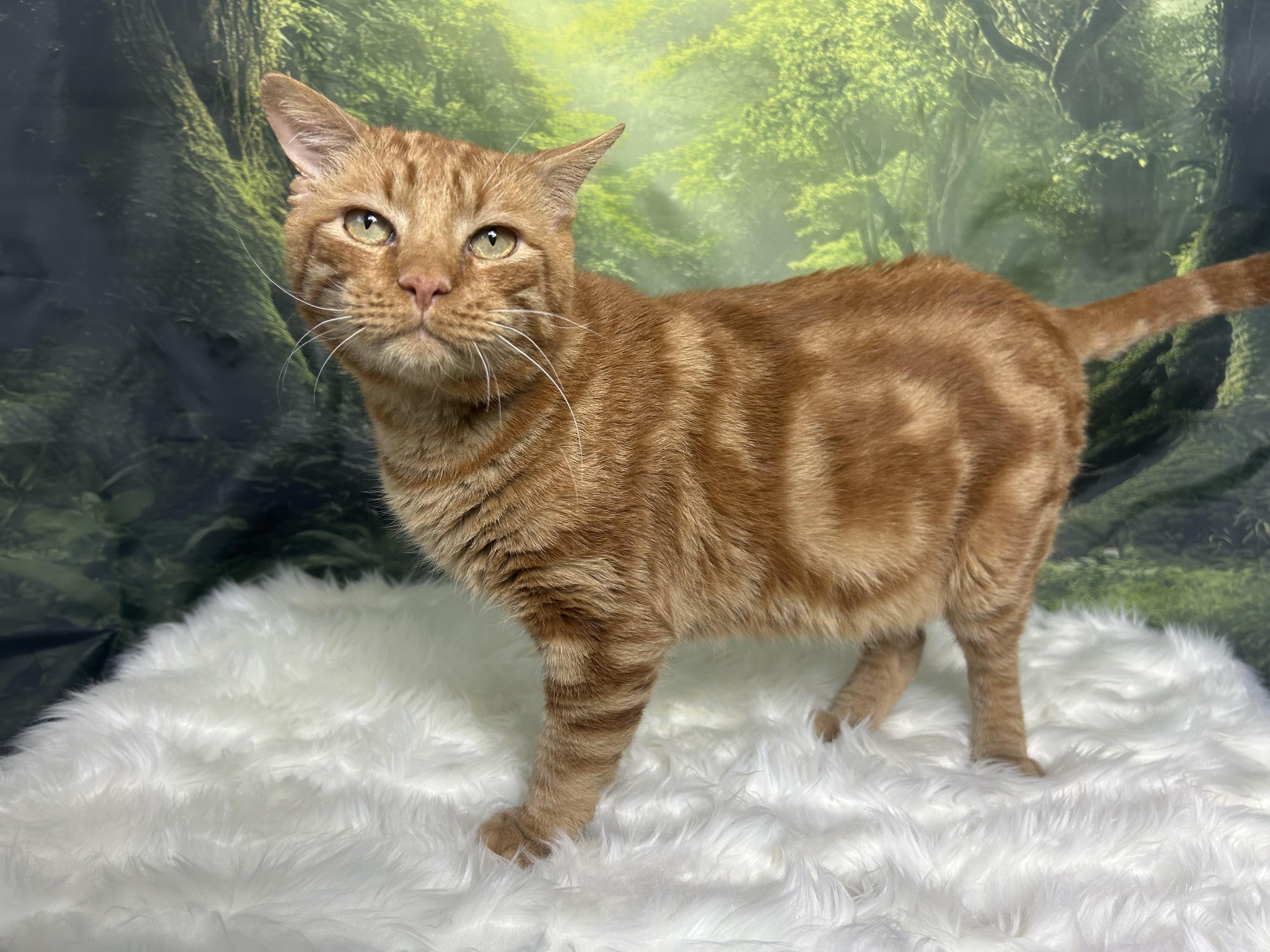 Enlarge Finn, a Adoptable Domestic Short Hair in Webster, TX image 1/6