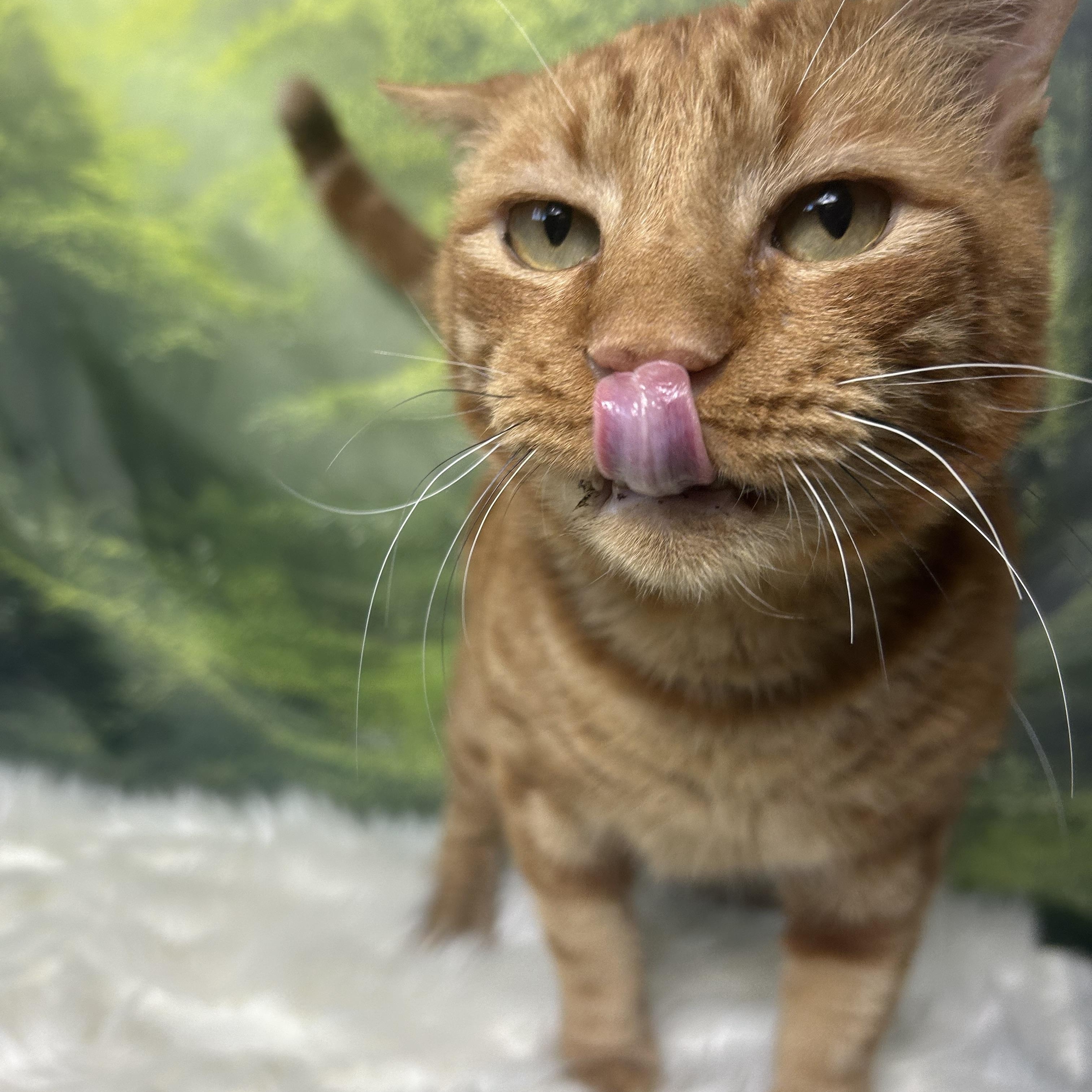 Enlarge Finn, a Adoptable Domestic Short Hair in Webster, TX image 4/6