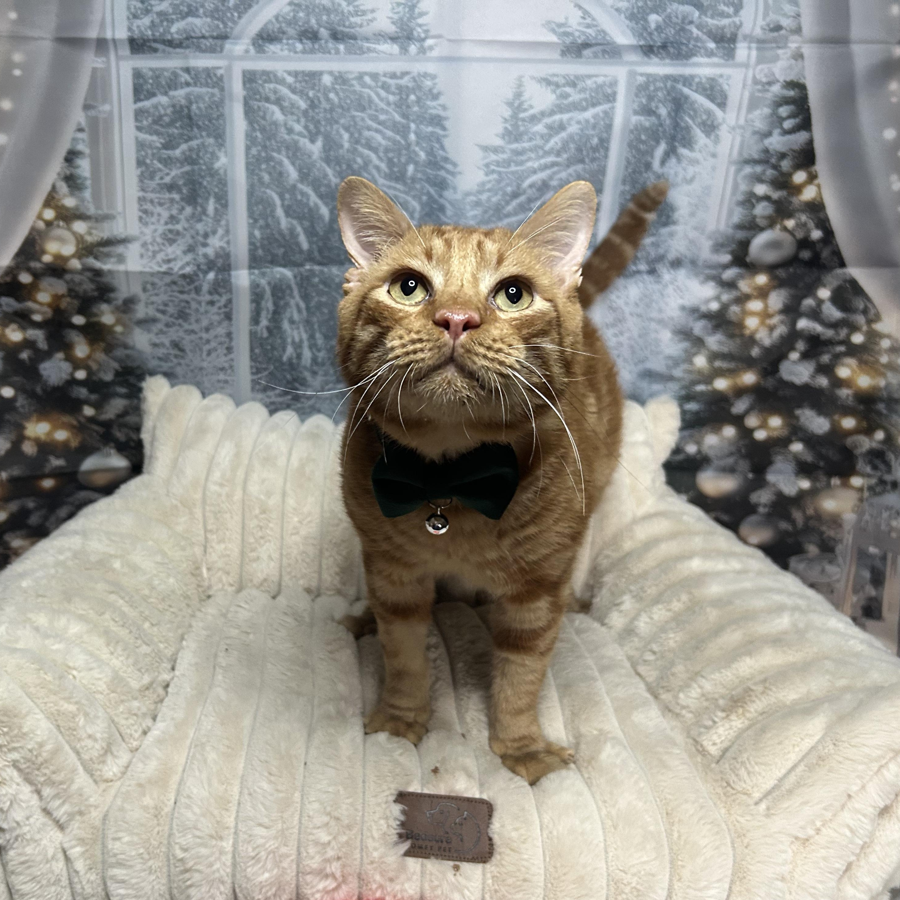 Enlarge Finn, a Adoptable Domestic Short Hair in Webster, TX image 6/6