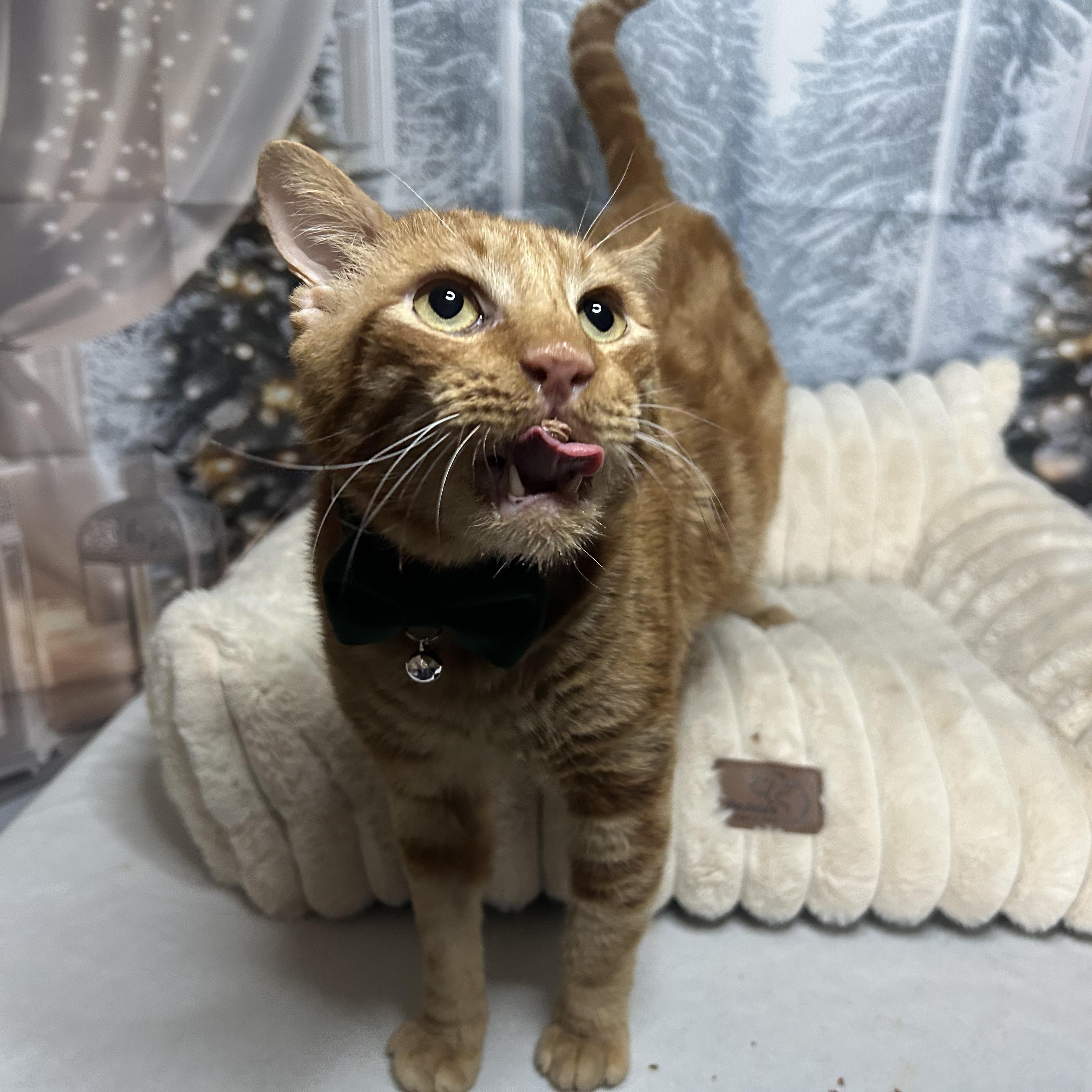 Enlarge Finn, a Adoptable Domestic Short Hair in Webster, TX image 2/6