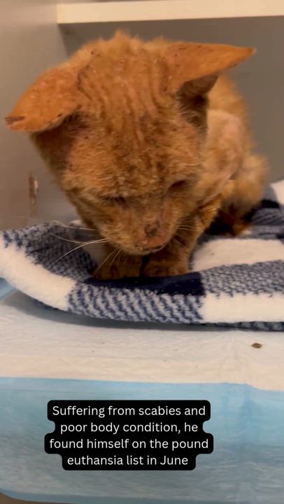 Enlarge Finn, a Adoptable Domestic Short Hair in Webster, TX video 5/6