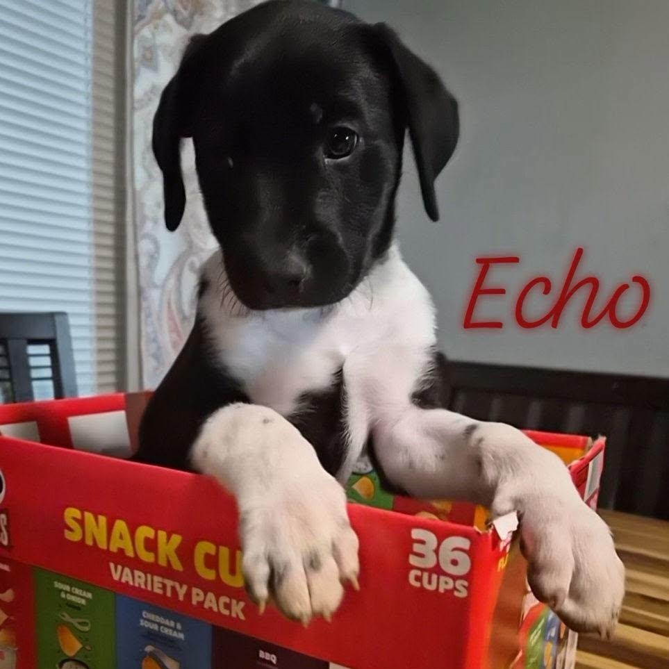 Echo, Adoptable, Puppy Female Labrador Retriever & Beagle.