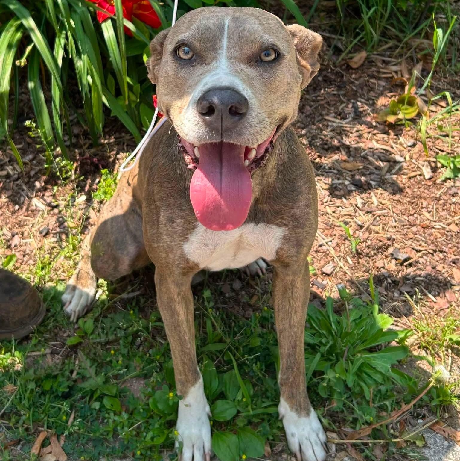 Bailey, ADOPTABLE, Young Female Pit Bull Terrier.