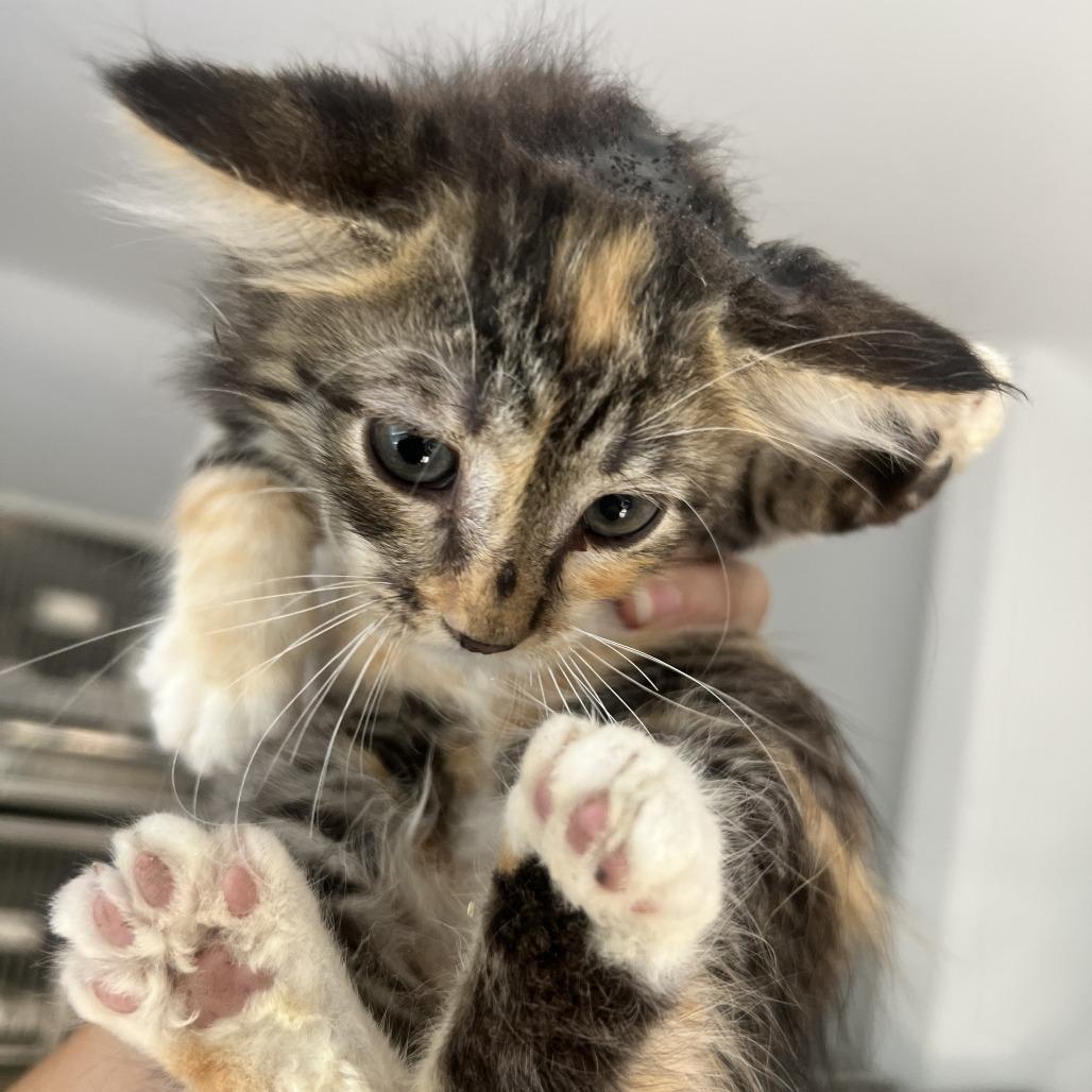 Enlarge Strawberry Heaven Loaded, a Adoptable Domestic Long Hair in Wiggins, MS image 1/1