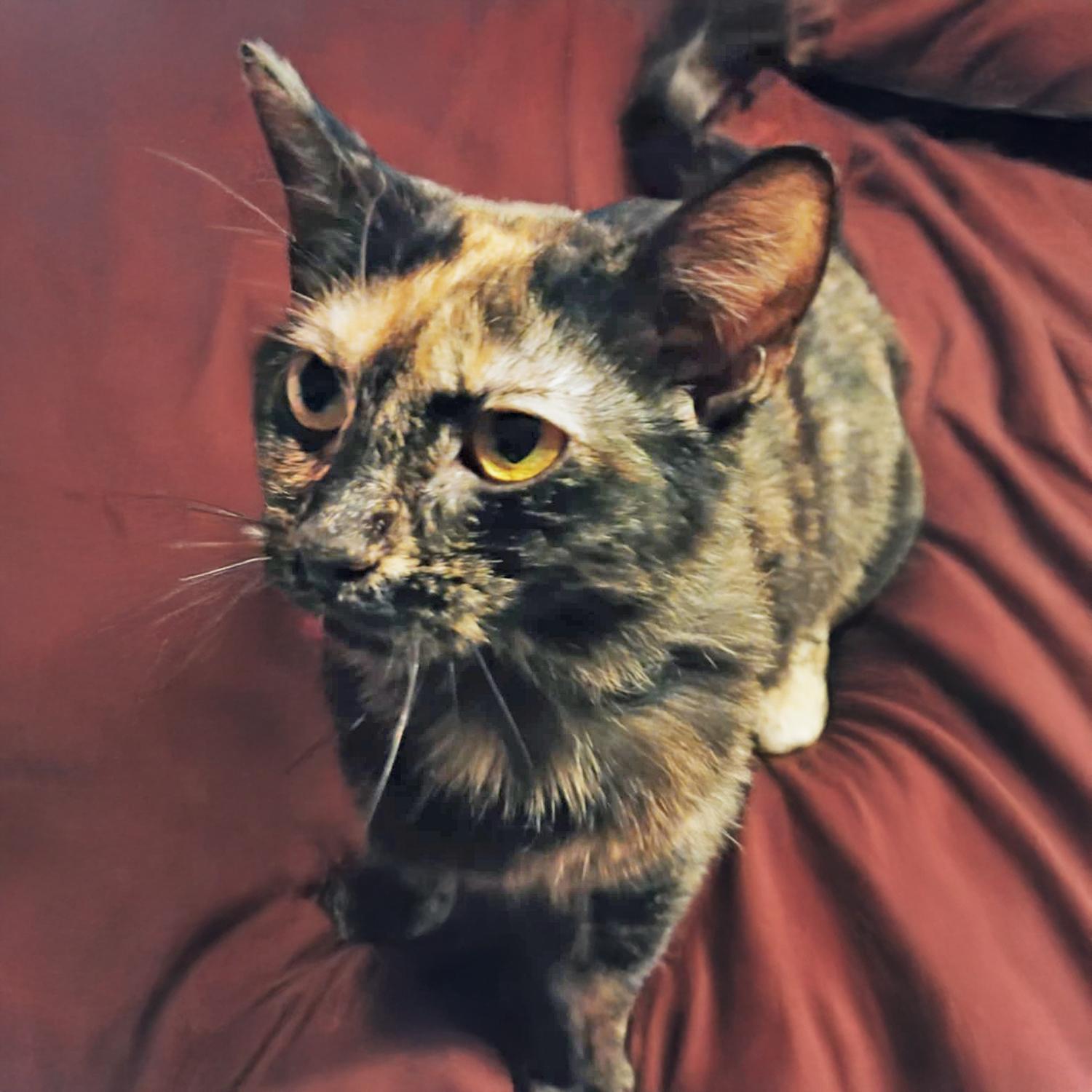 Carmen W, a Adoptable mixed breed in Somerset, KY image 1/2