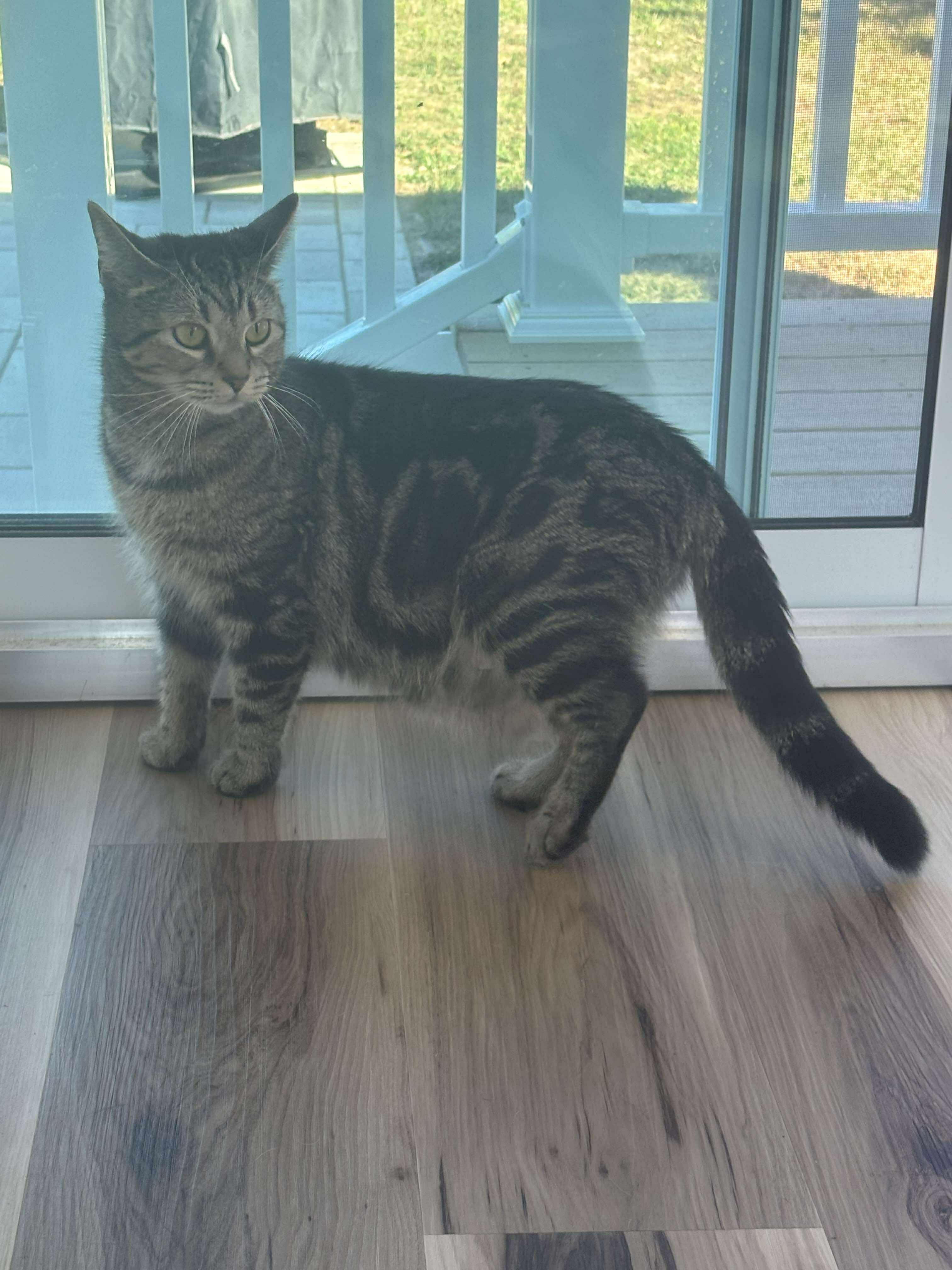 Enlarge Jelly, a Adoptable mixed breed in New York, NY image 2/2