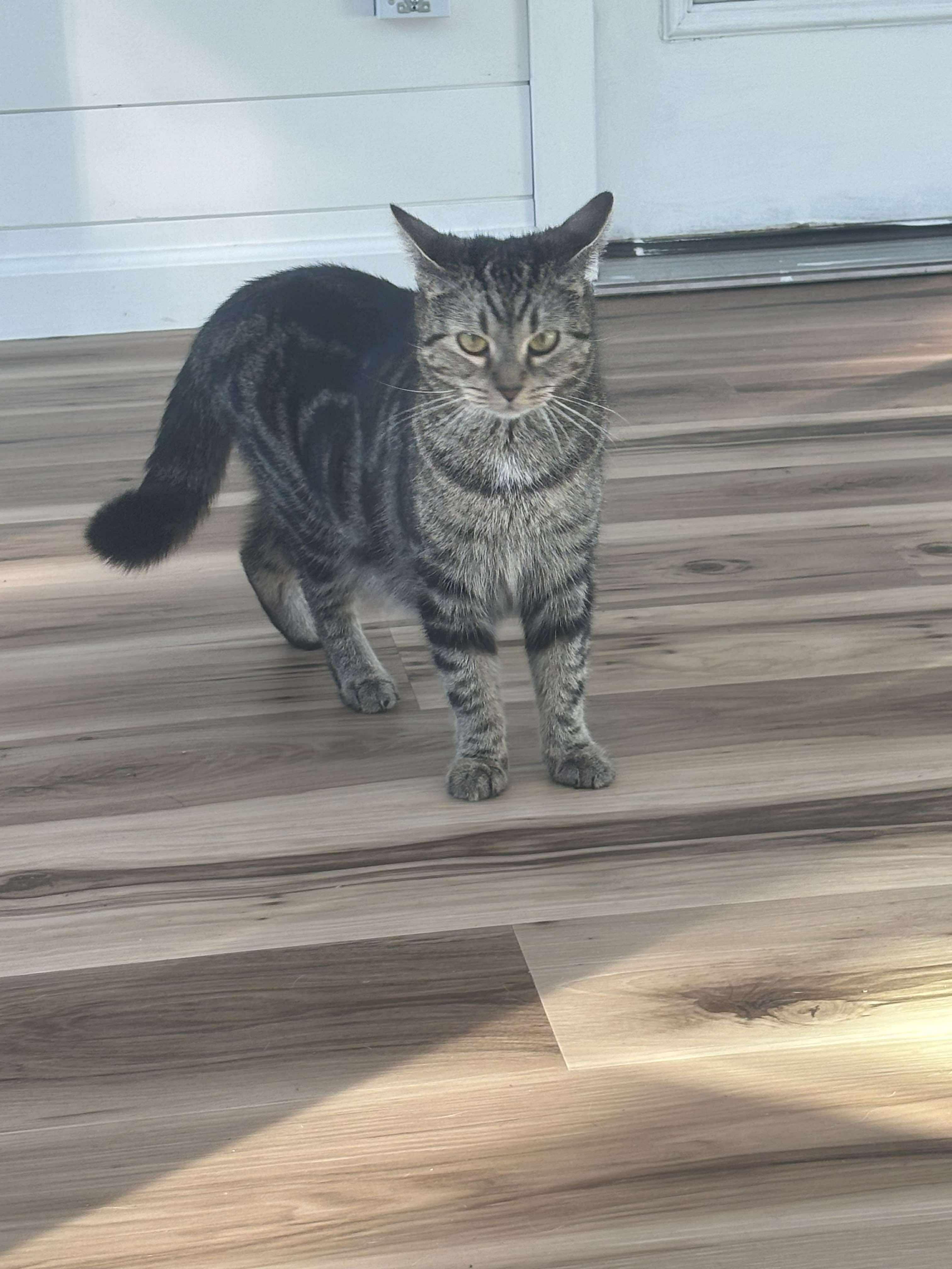 Jelly, Adoptable, Young Female Domestic Short Hair & Tabby.