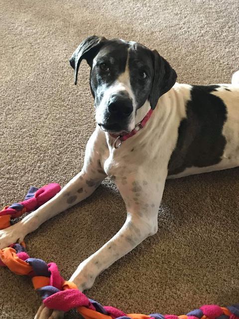 Moosie, Senior Female Great Dane