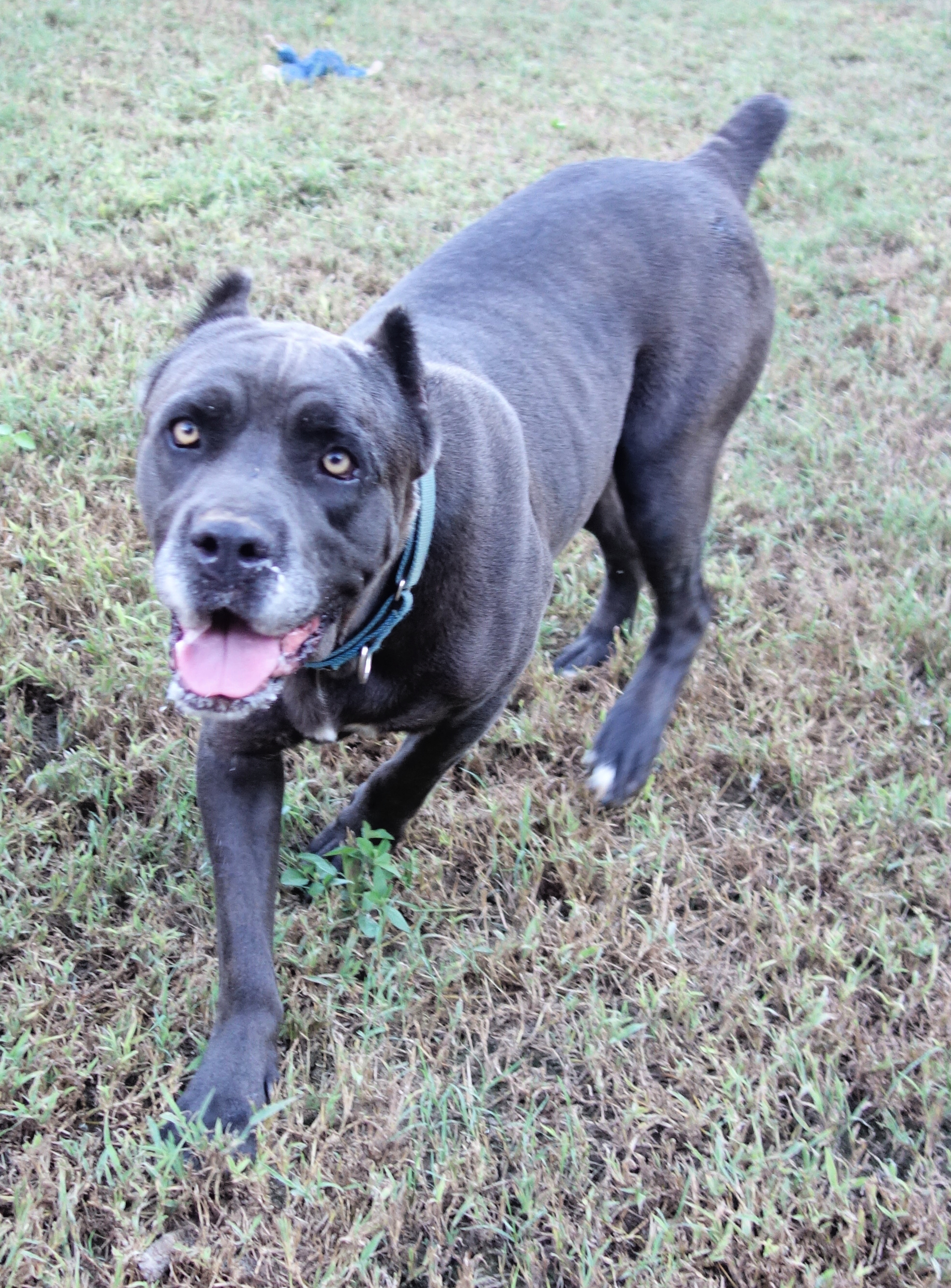 River, a Adoptable Cane Corso in Norwood, GA image 1/4