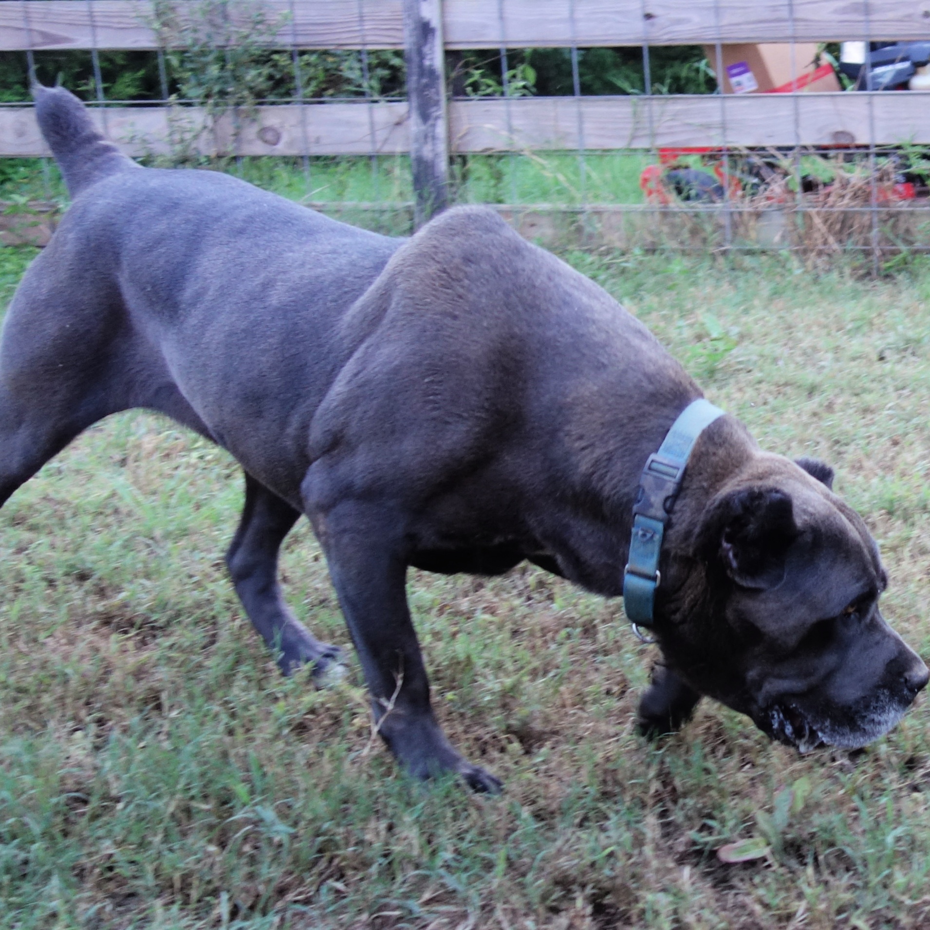 River, a Adoptable Cane Corso in Norwood, GA image 2/4