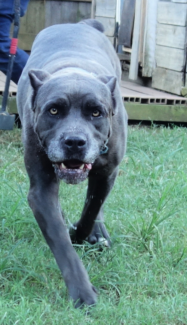 River, a Adoptable Cane Corso in Norwood, GA image 3/4