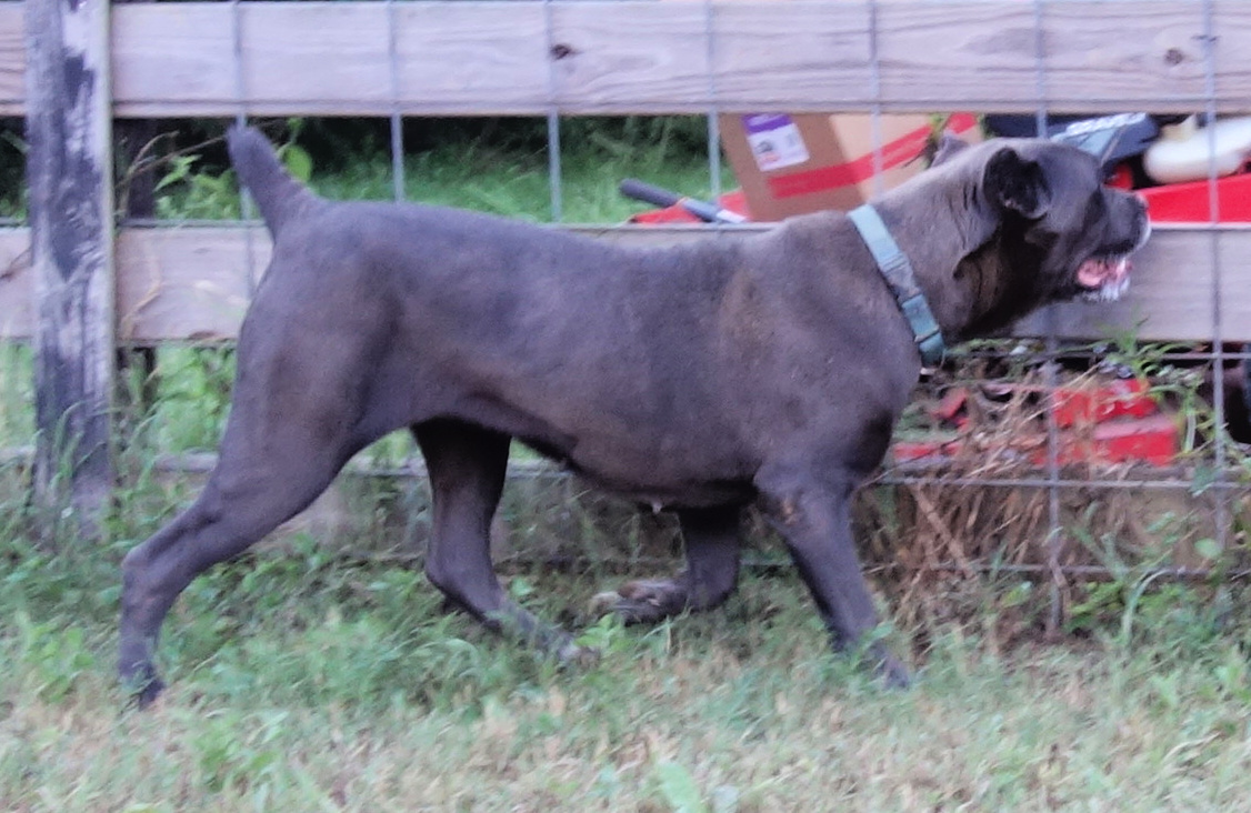 River, a Adoptable Cane Corso in Norwood, GA image 4/4