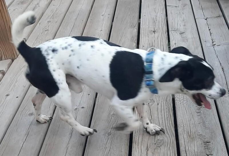 Sparky, Adoptable, Adult Male Jack Russell Terrier & Mixed Breed.