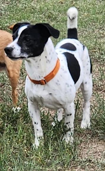 Enlarge Sparky, a Adoptable mixed breed in Windsor, CO image 2/6