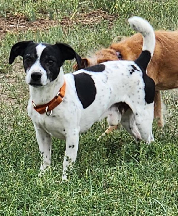 Enlarge Sparky, a Adoptable mixed breed in Windsor, CO image 4/6