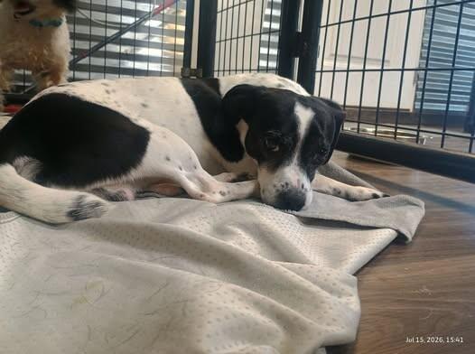Enlarge Sparky, a Adoptable mixed breed in Windsor, CO image 5/6