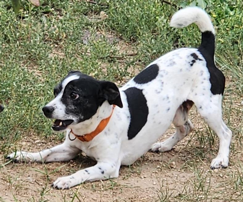 Enlarge Sparky, a Adoptable mixed breed in Windsor, CO image 6/6