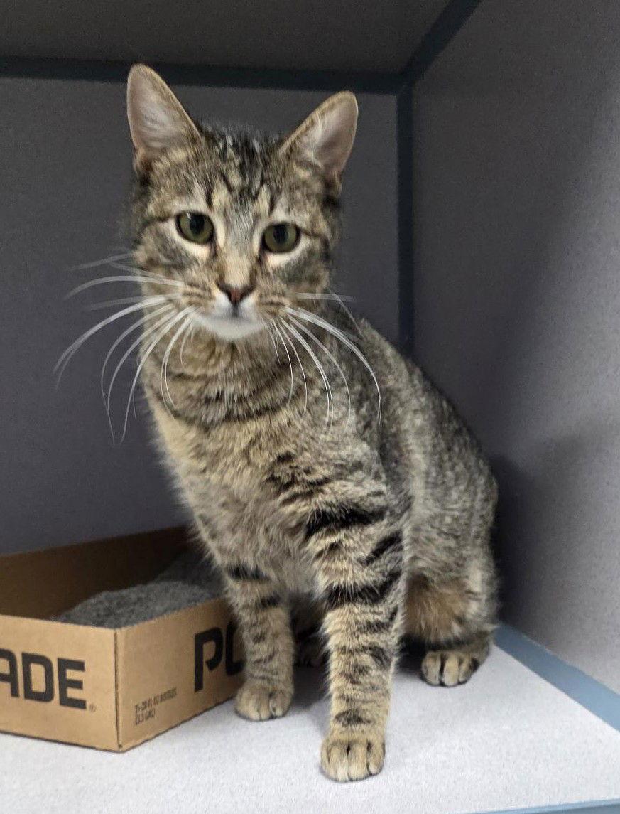 Heidi, Adoptable, Adult Female Tabby.