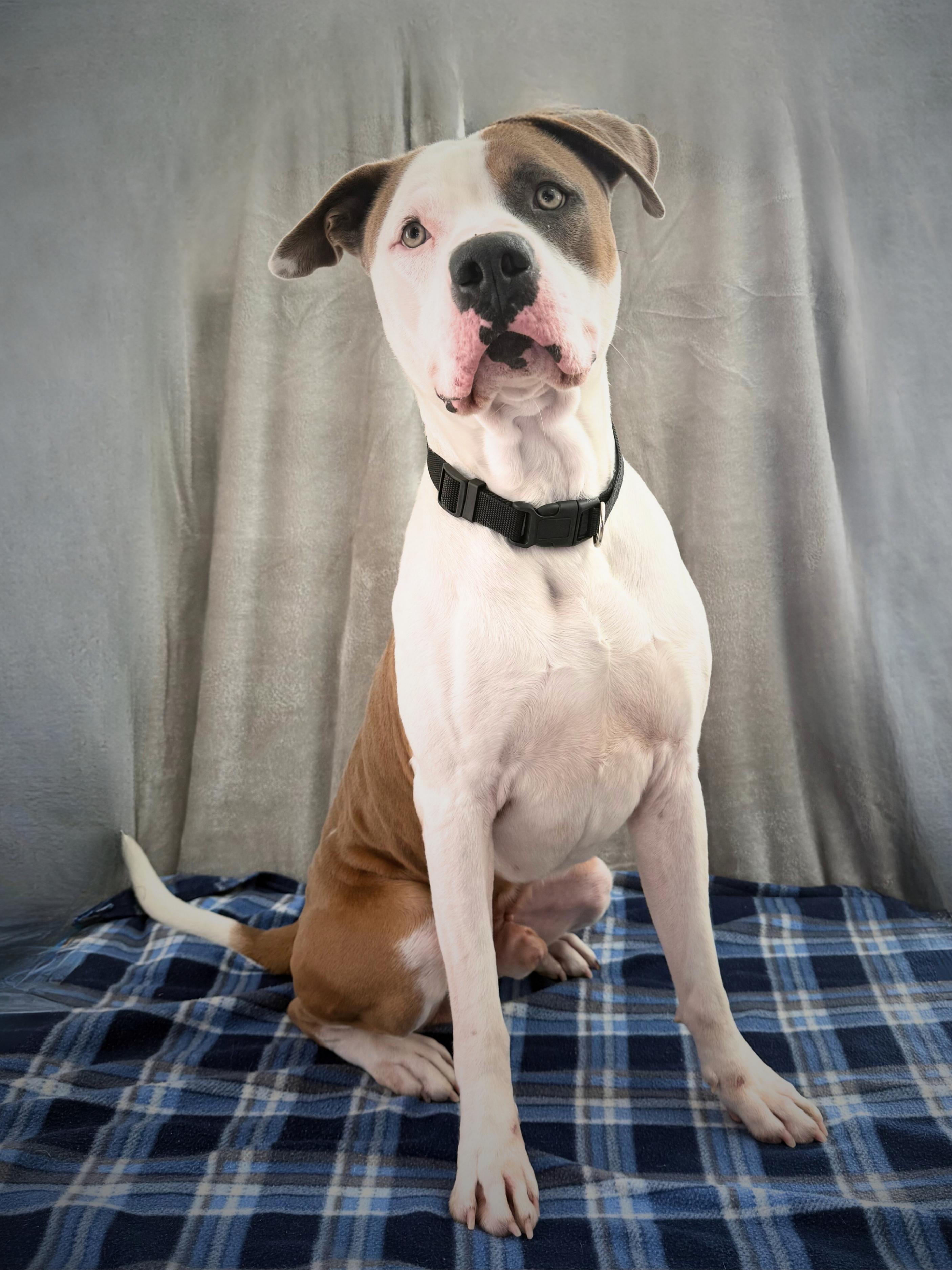 Petey | Adult | Staffy, a ADOPTABLE American Staffordshire Terrier in Royalton, IL image 1/6