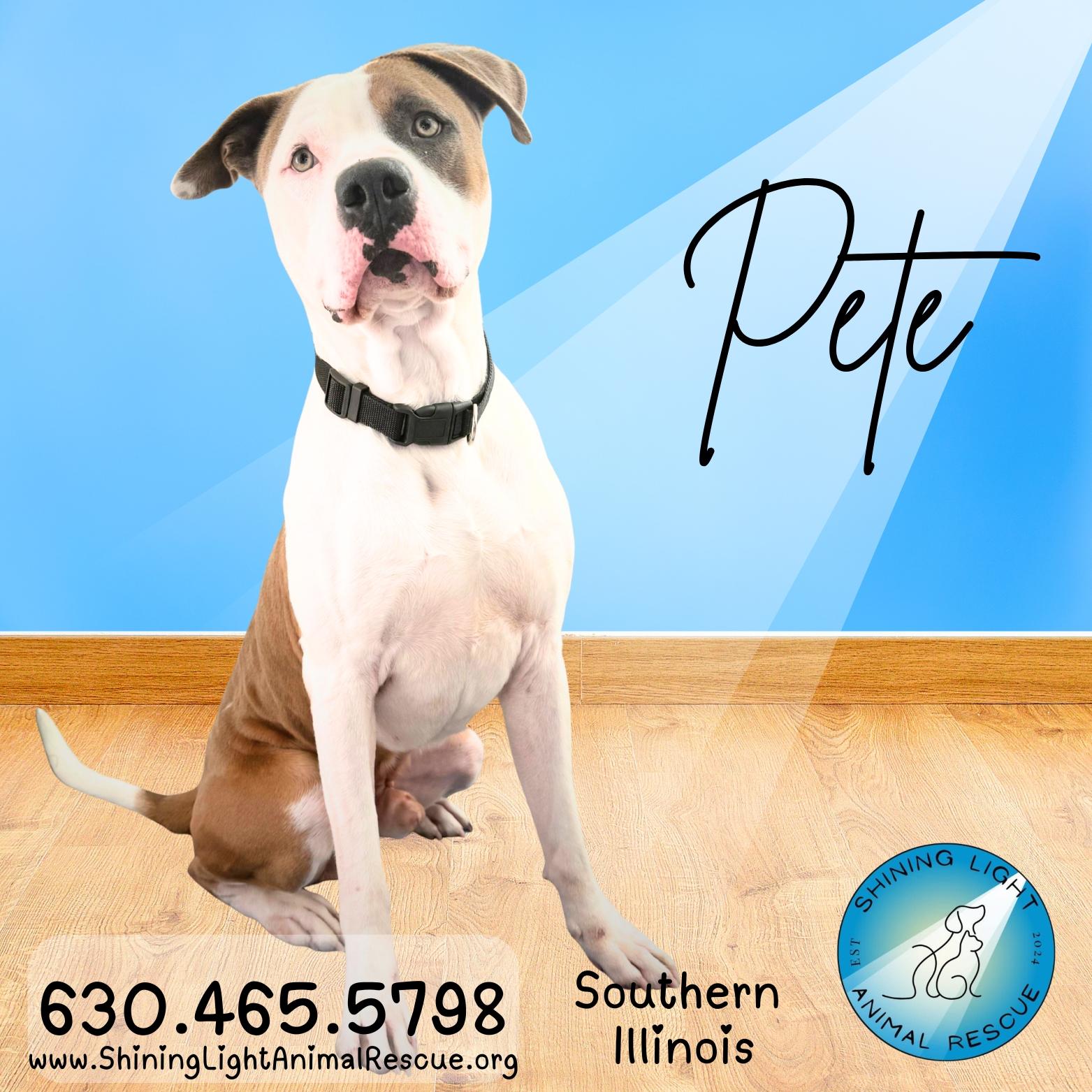Petey | Adult | Staffy, ADOPTABLE, Adult Male American Staffordshire Terrier.