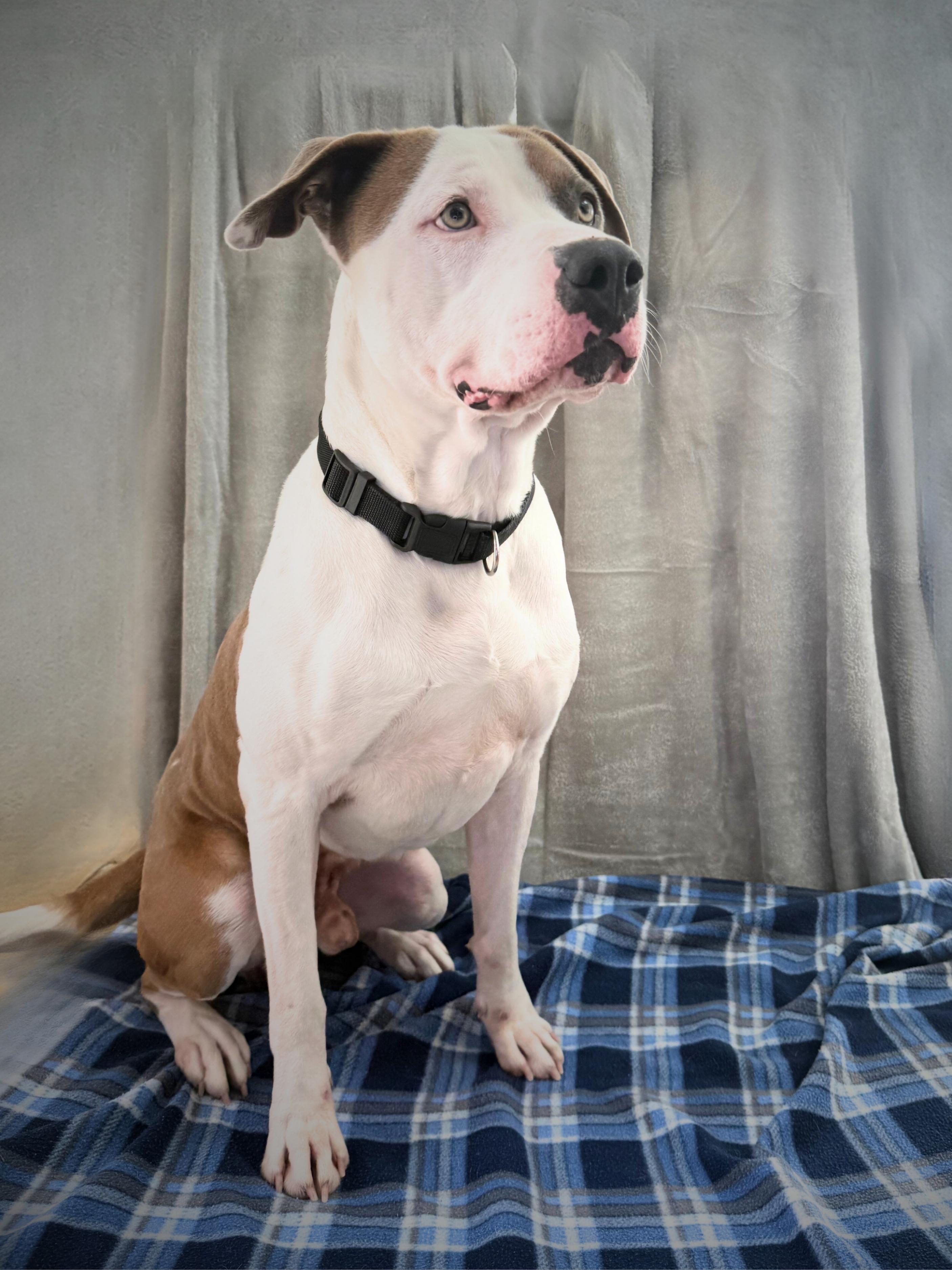 Petey | Adult | Staffy, a ADOPTABLE American Staffordshire Terrier in Royalton, IL image 3/6