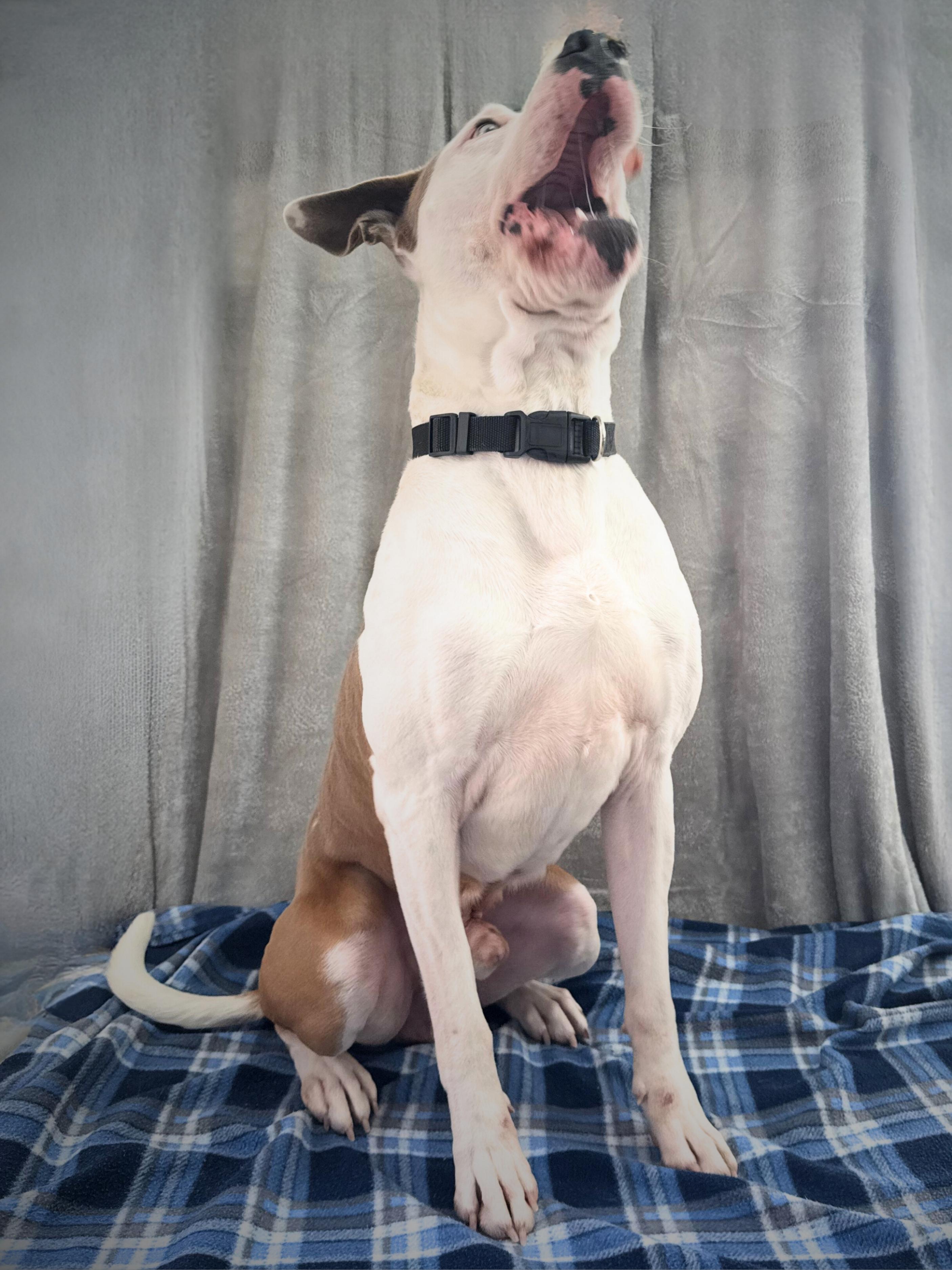 Petey | Adult | Staffy, a ADOPTABLE American Staffordshire Terrier in Royalton, IL image 5/6