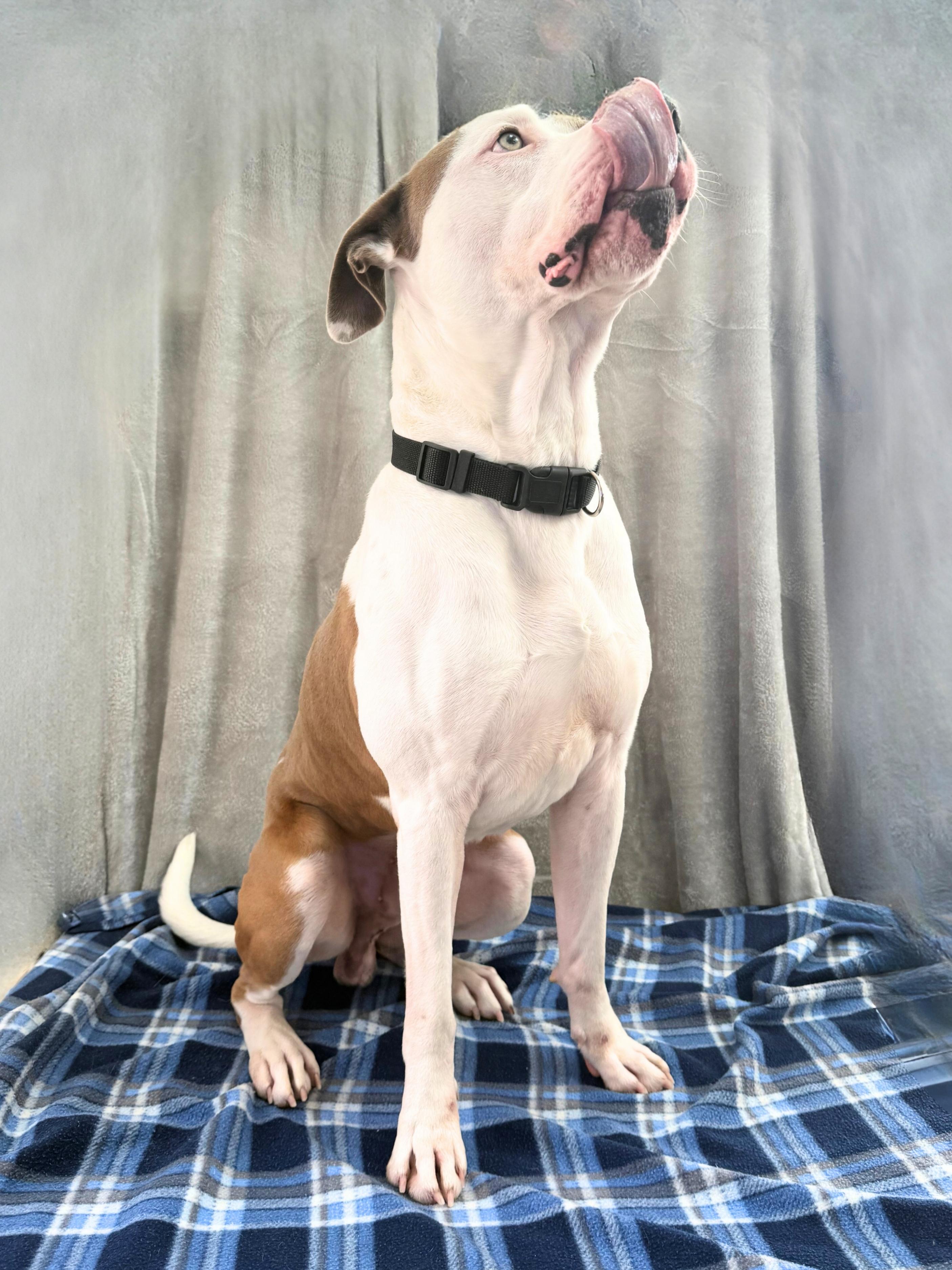 Petey | Adult | Staffy, a ADOPTABLE American Staffordshire Terrier in Royalton, IL image 6/6