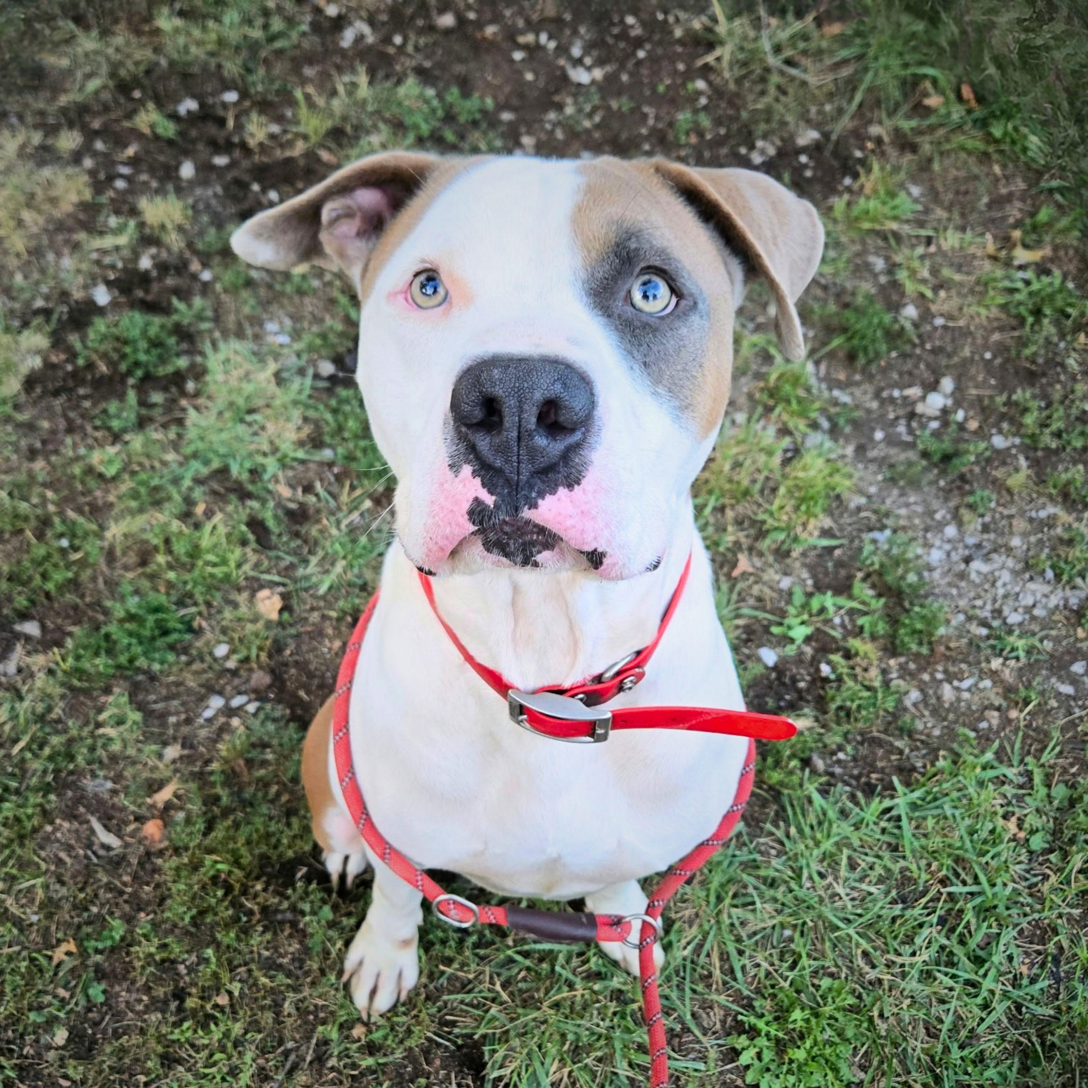 Petey - BIG BABY, Adoptable, Adult Male American Staffordshire Terrier.