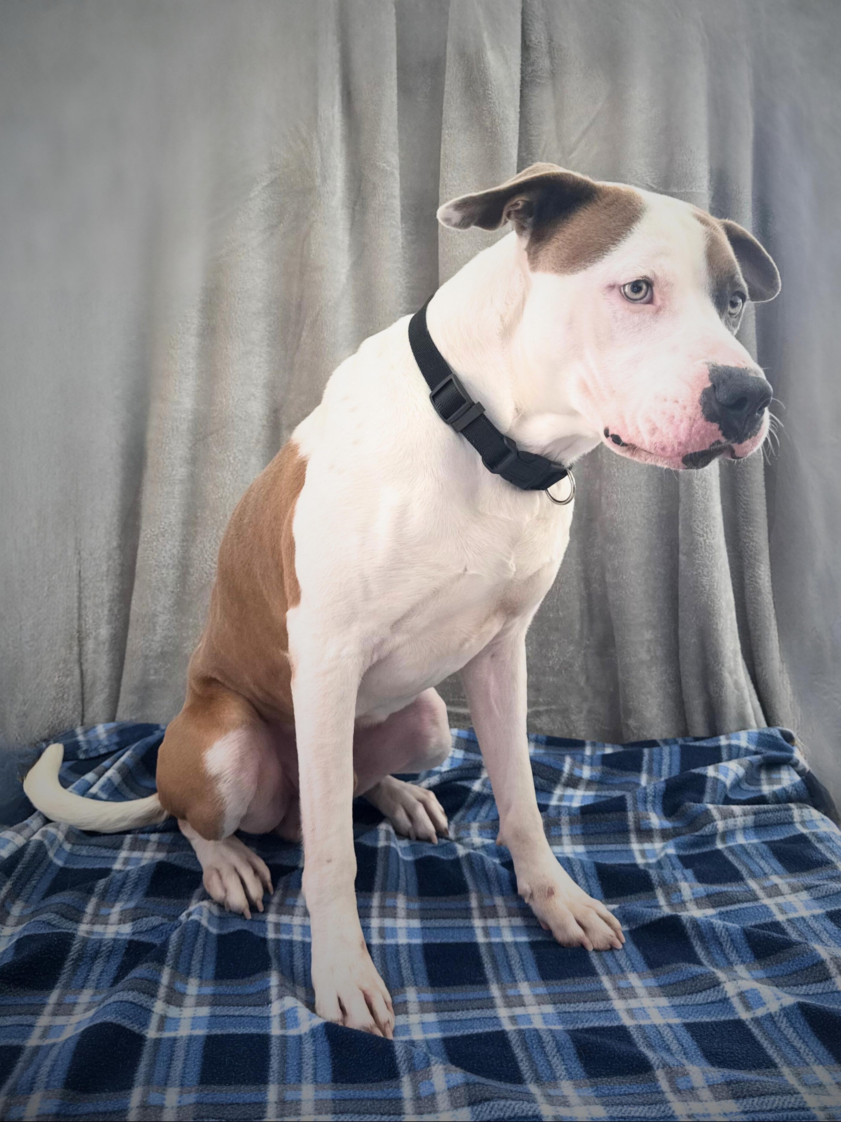 Petey | Adult | Staffy, a ADOPTABLE American Staffordshire Terrier in Royalton, IL image 4/6