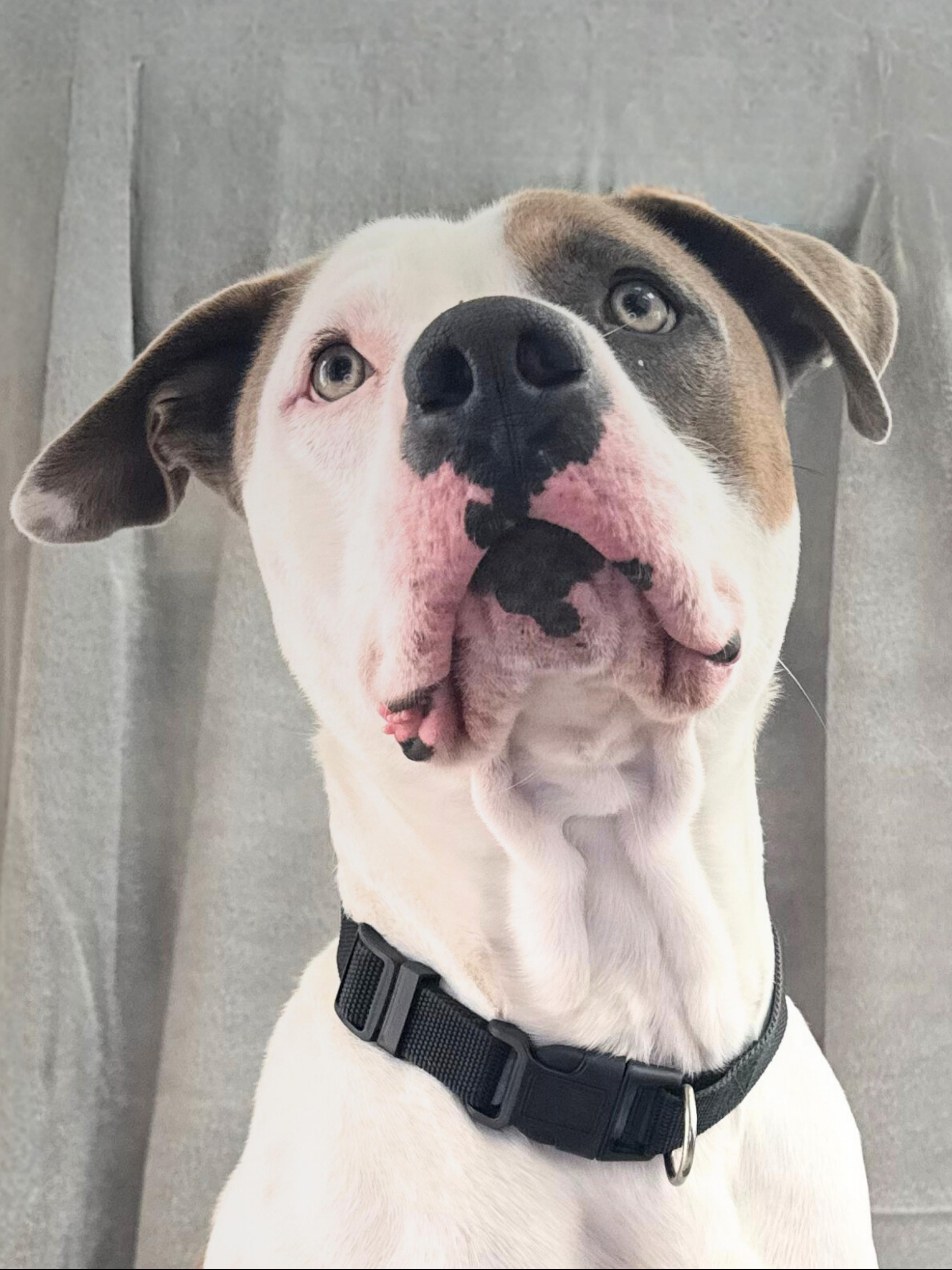 Petey | Adult | Staffy, a ADOPTABLE American Staffordshire Terrier in Royalton, IL image 2/6