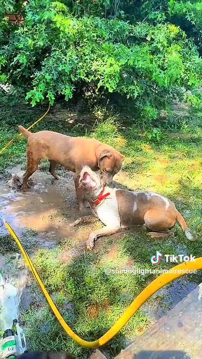 Enlarge Petey - BIG BABY, a Adoptable American Staffordshire Terrier in Royalton, IL video 6/6