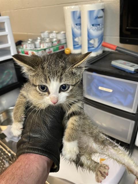 Enlarge DAWN, a Adoptable Domestic Medium Hair in Aurora, IL image 1/1