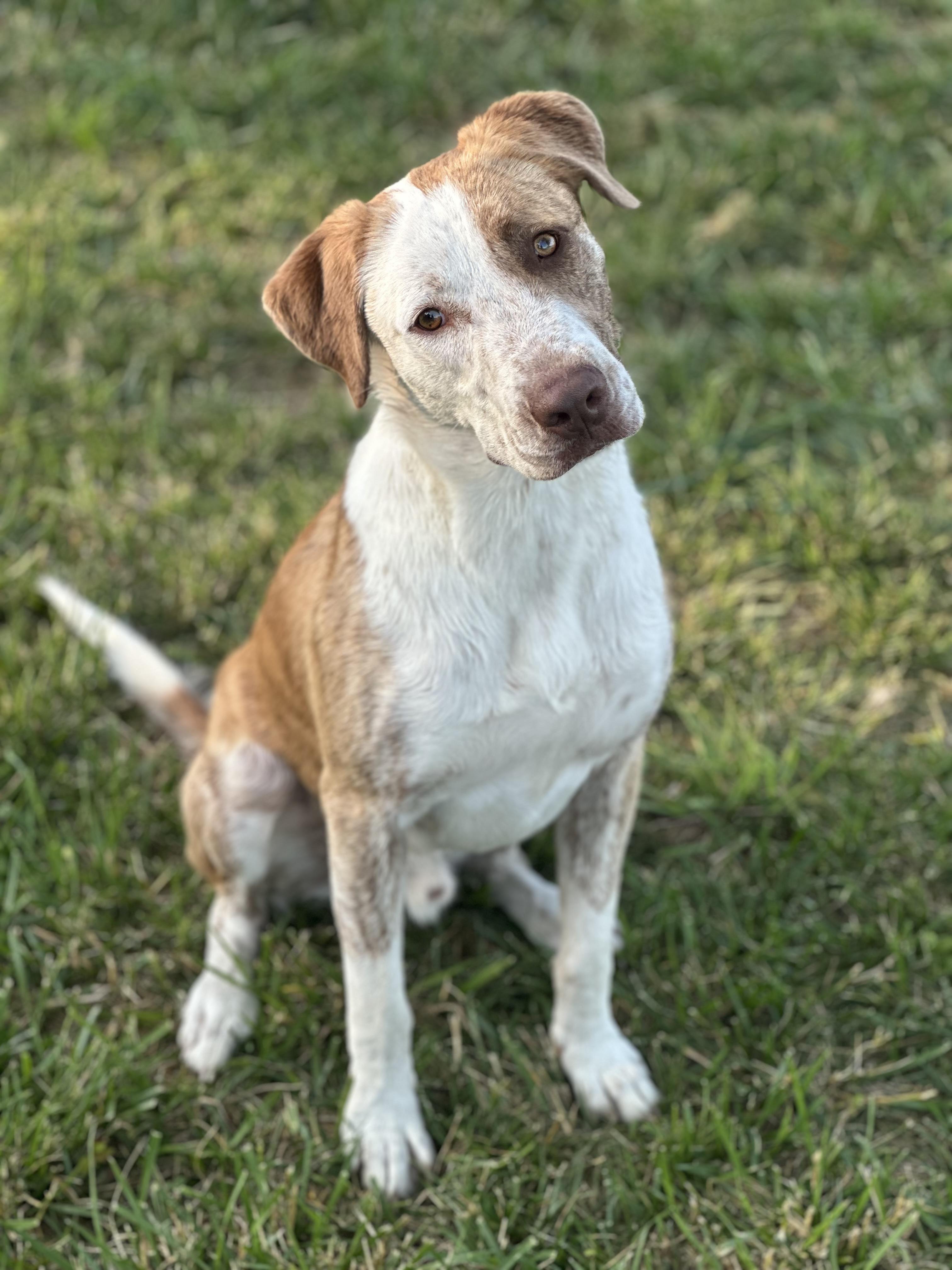 Atlas, a Adoptable mixed breed in Thompson's Station, TN image 4/6