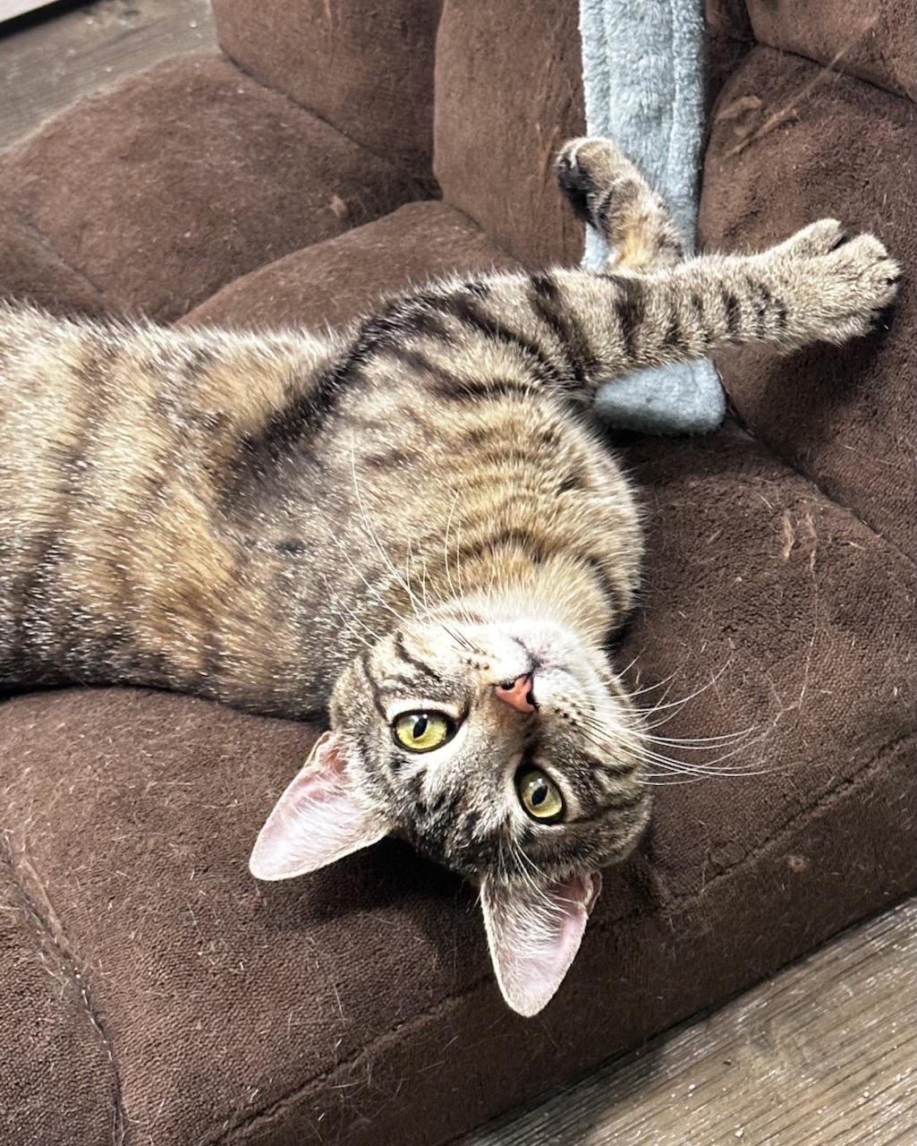 Kitsune (bonded with Tanuki), a Adoptable Domestic Short Hair in San Francisco, CA image 1/3
