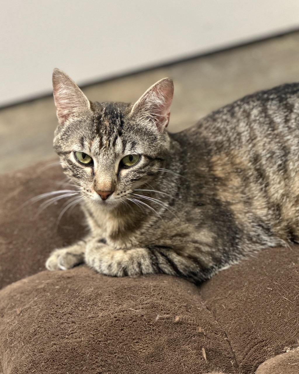 Kitsune (bonded with Tanuki), a Adoptable Domestic Short Hair in San Francisco, CA image 3/3