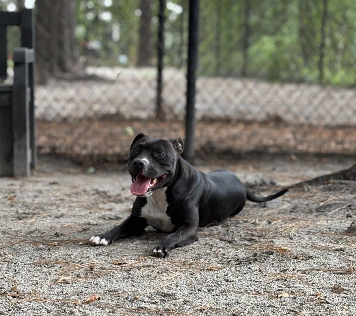 Enlarge Lulu, a Adoptable Mixed Breed in Georgetown, SC image 1/3