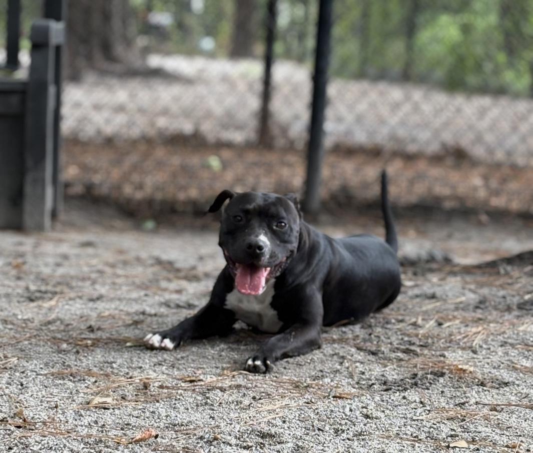 Enlarge Lulu, a Adoptable Mixed Breed in Georgetown, SC image 2/3