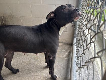 Enlarge Lulu, a Adoptable Mixed Breed in Georgetown, SC image 3/3