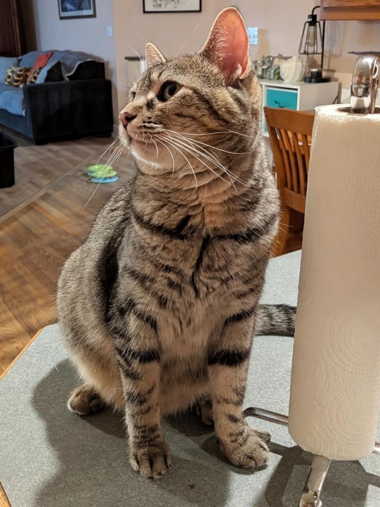 Violetta, Adoptable, Young Female Domestic Short Hair.