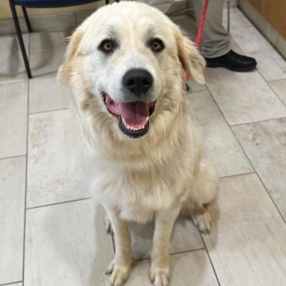 Enlarge Lilly, a Adoptable mixed breed in Phoenix, MD image 1/1