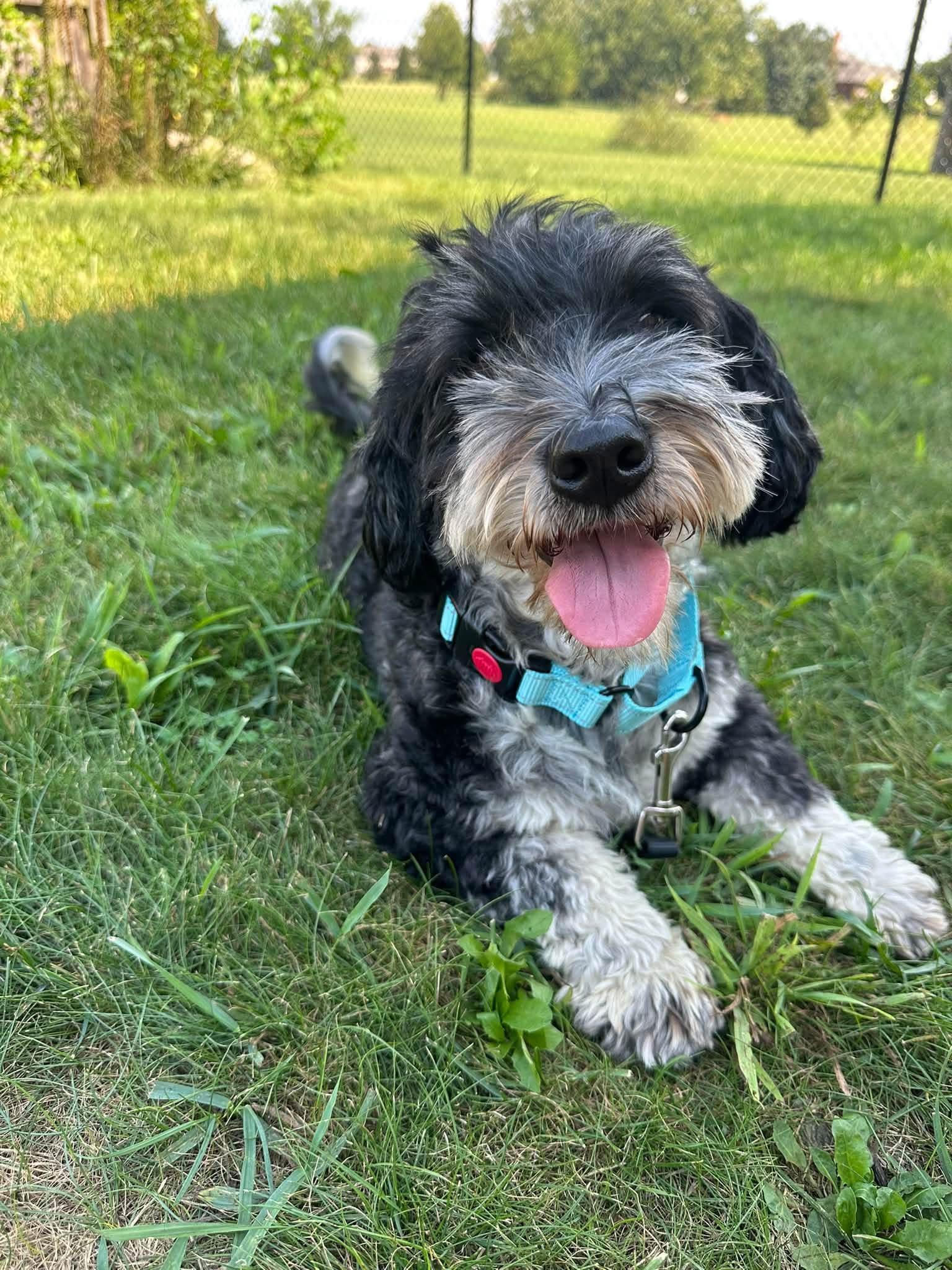 Enlarge Mickey, a Adoptable Bernedoodle in Orland Park, IL image 2/4