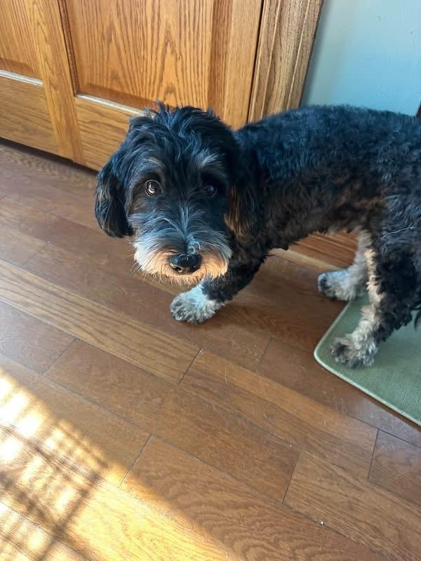 Enlarge Mickey, a Adoptable Bernedoodle in Orland Park, IL image 4/4
