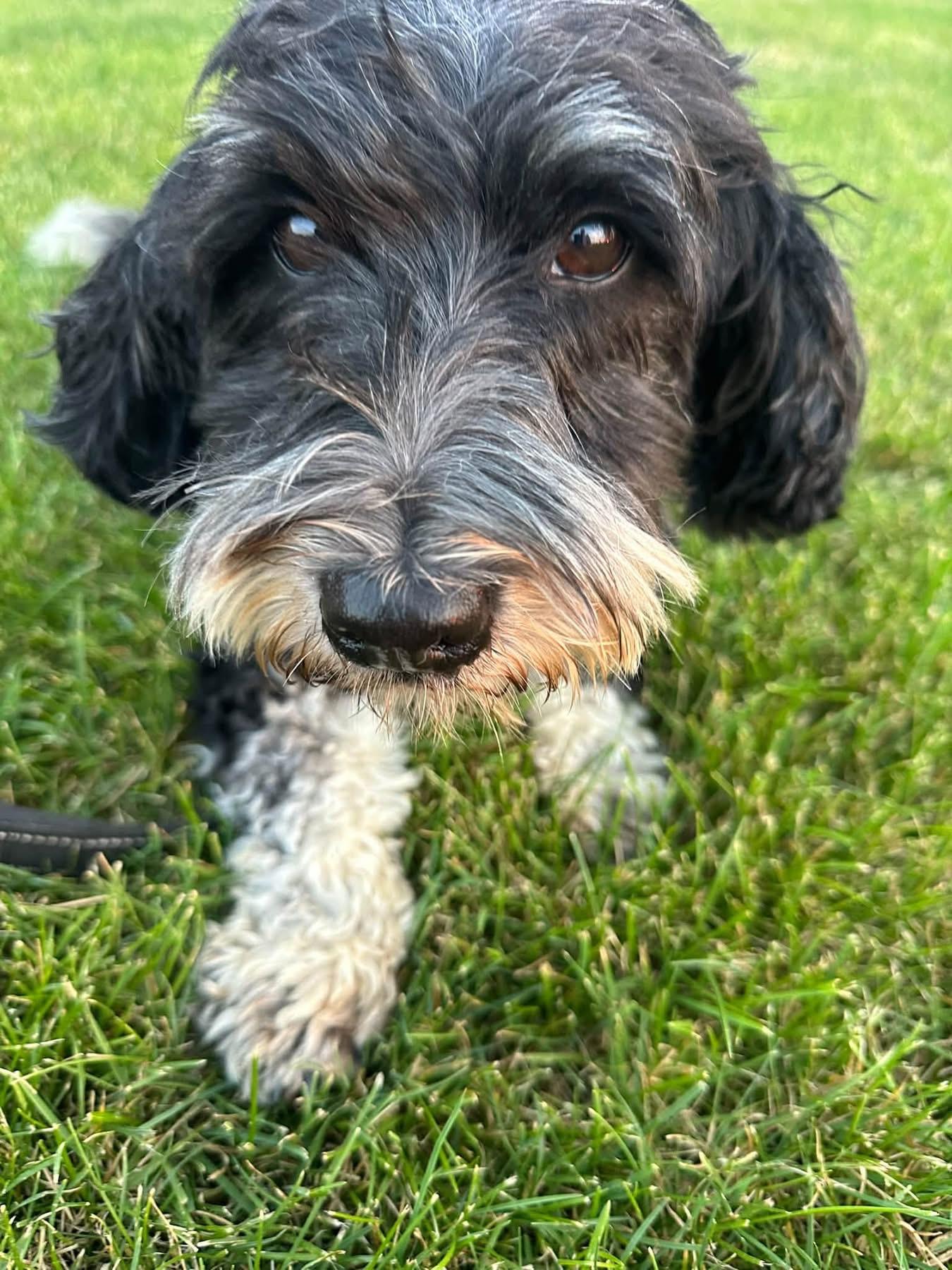 Enlarge Mickey, a Adoptable Bernedoodle in Orland Park, IL image 3/4