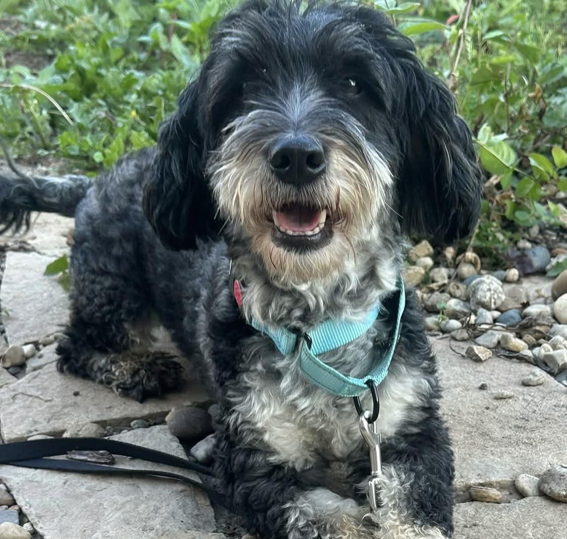 Enlarge Mickey, a Adoptable Bernedoodle in Orland Park, IL image 1/4