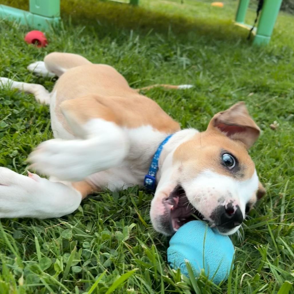 Enlarge Rodeo, a Adoptable mixed breed in Newberg, OR image 1/6